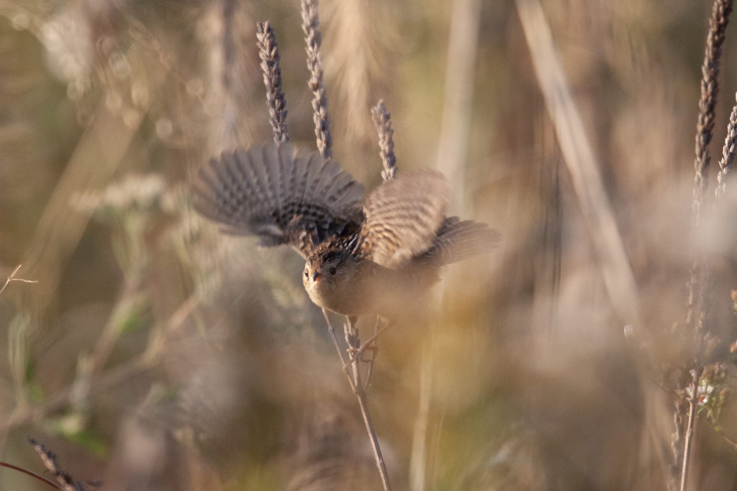 A Sedge Wren takes flight