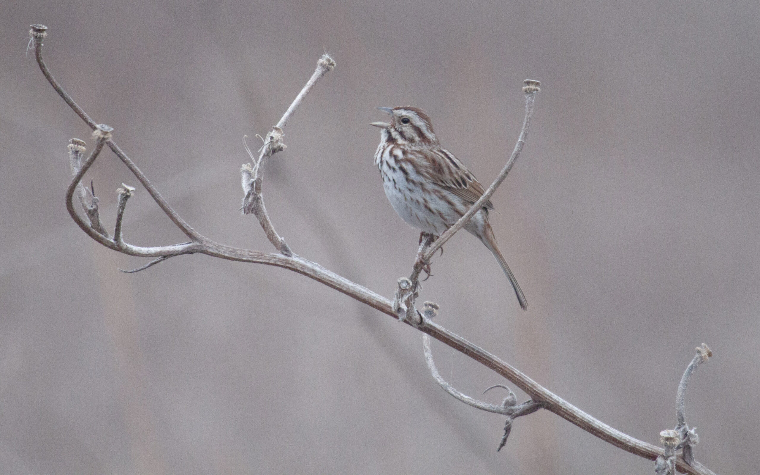 Song Sparrow sings from a branch