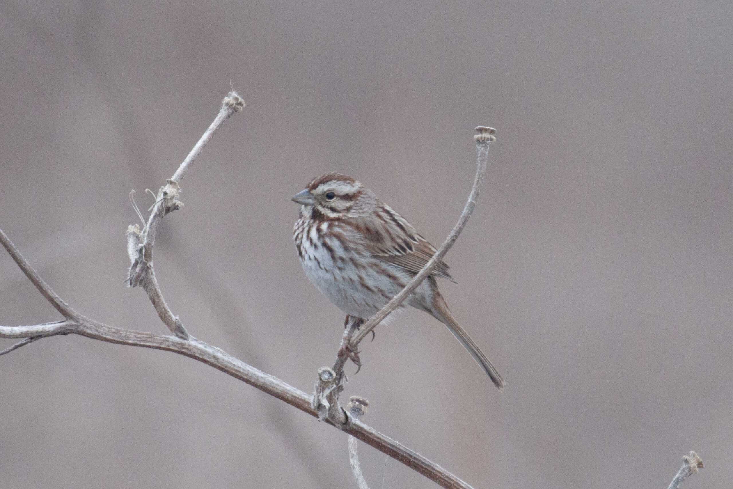 Song Sparrow perches on a branch