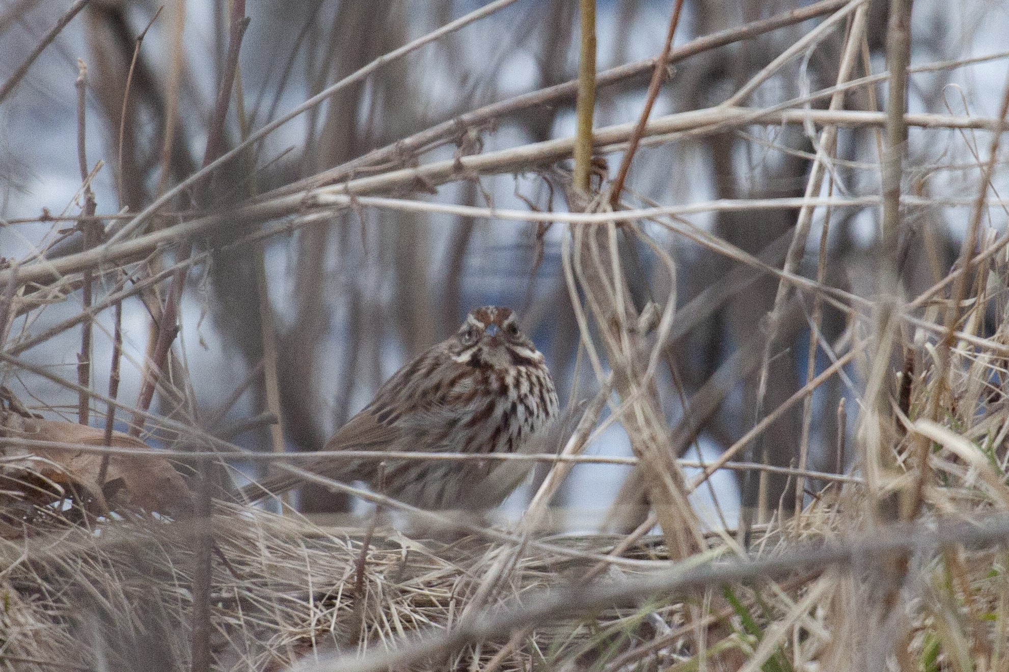A Song Sparrow glares at the camera from within dried grasses
