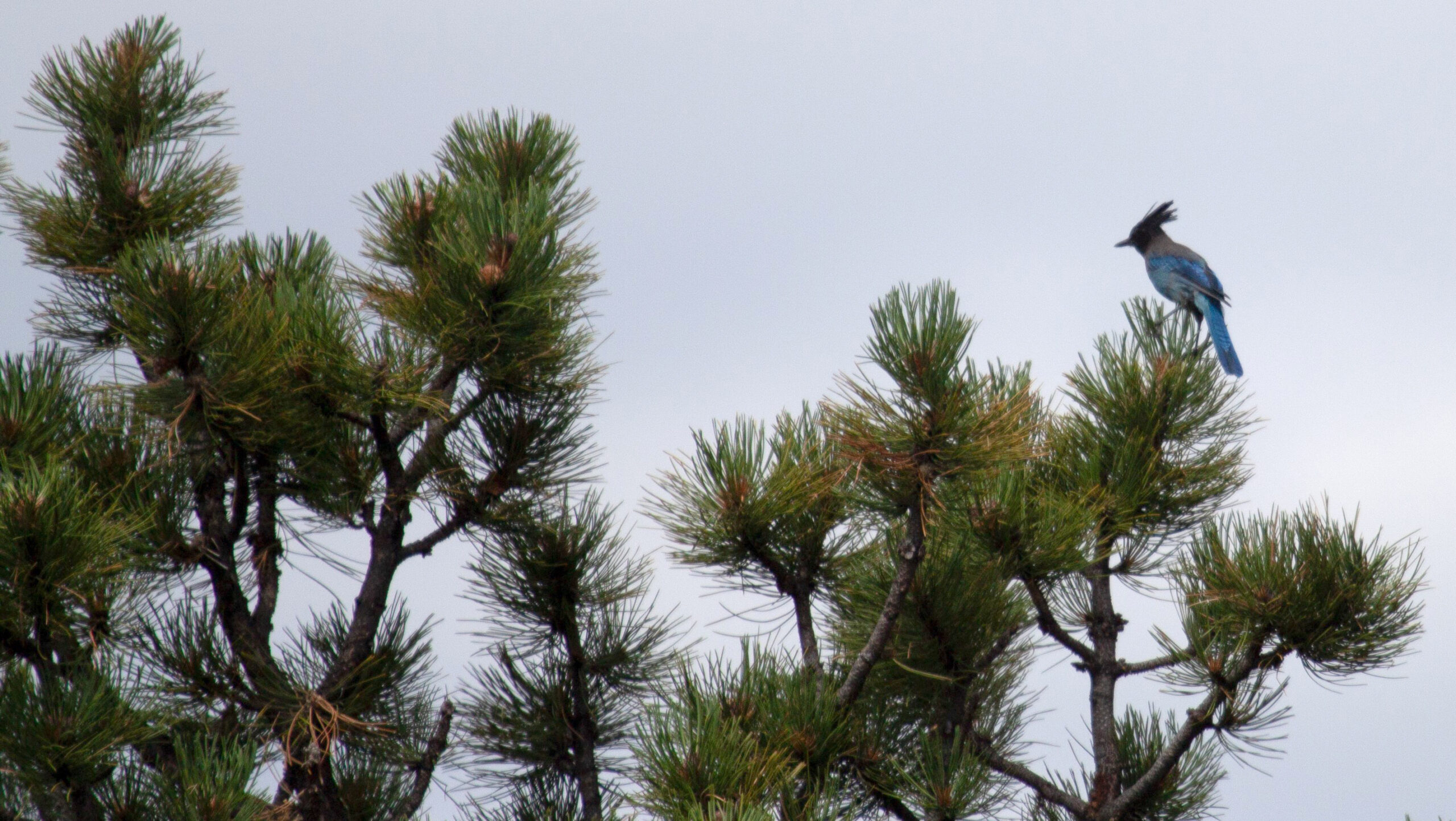 A Stellar's Jay atop a conifer tree
