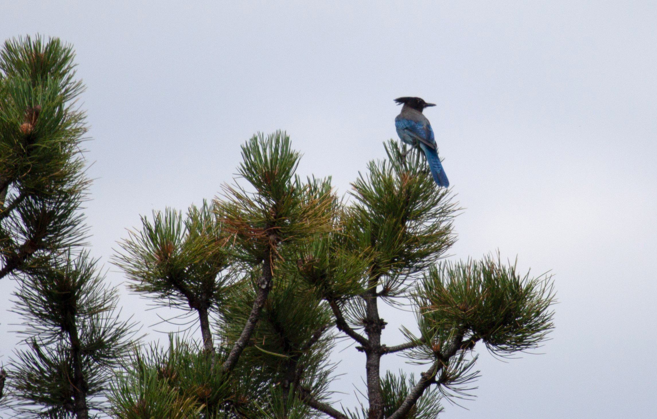 A Stellar's Jay atop a conifer tree