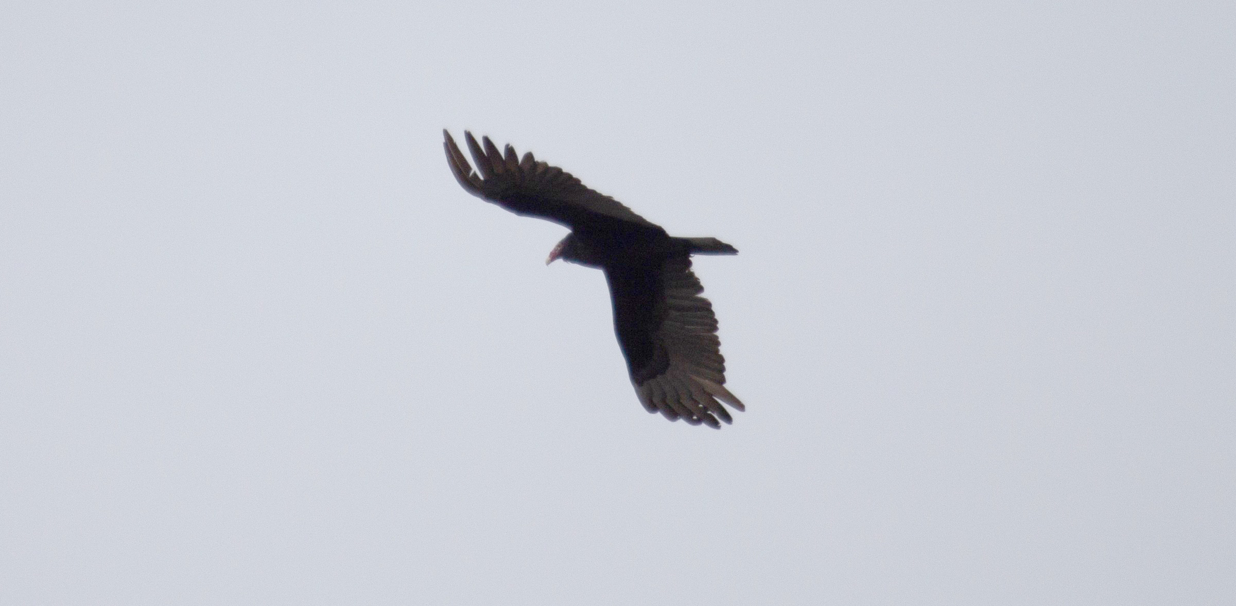 Turkey Vulture flying