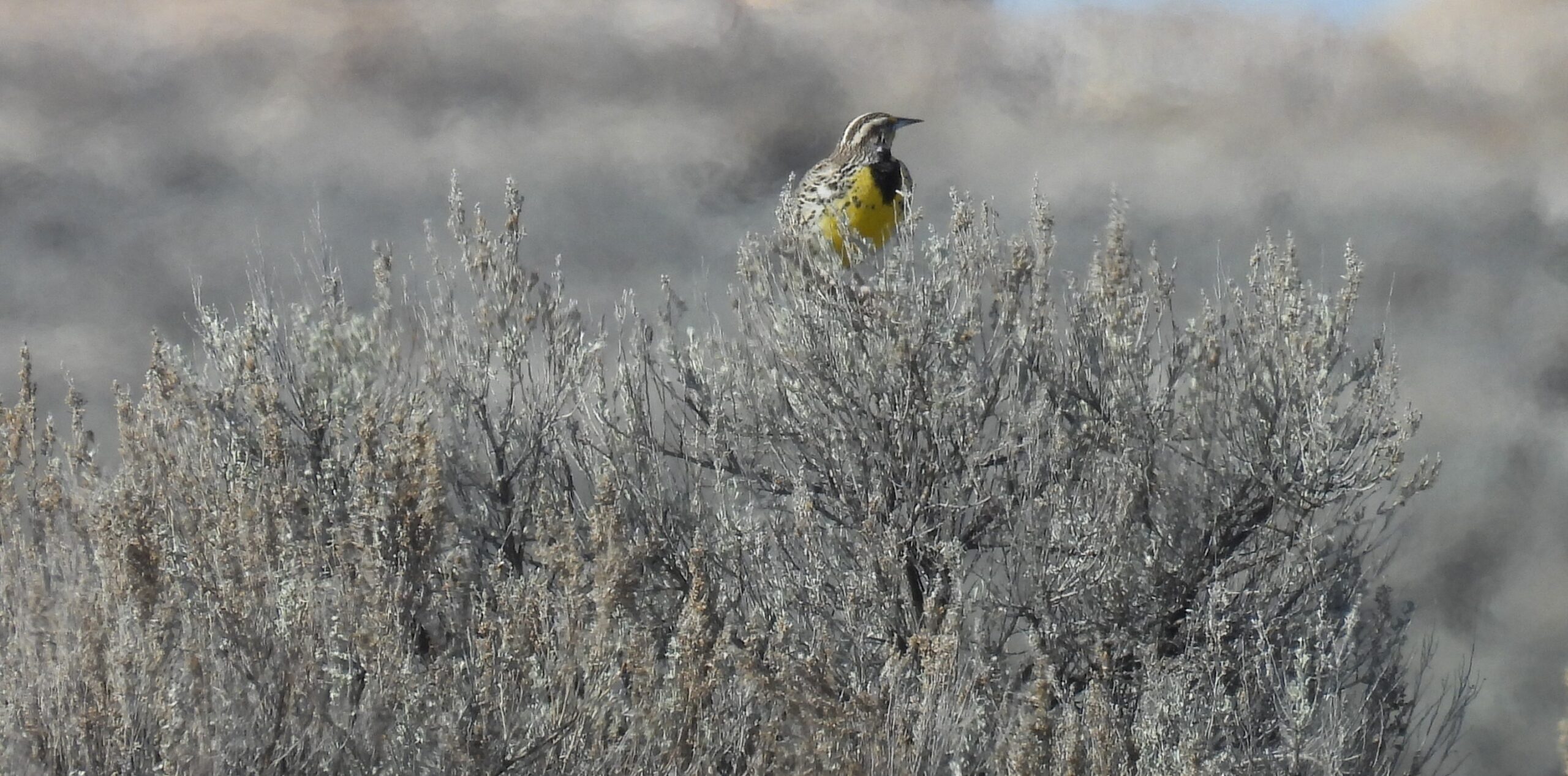 A Western Meadowlark on the lookout