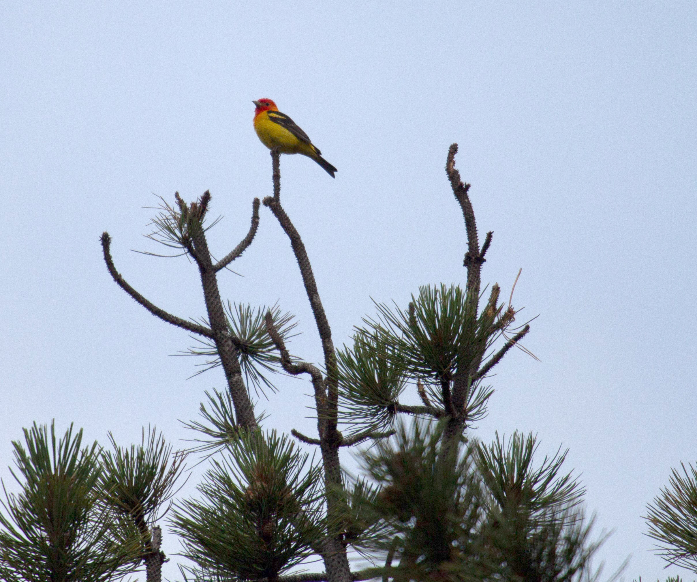 An orange and yellow Western Tanager atop a scrub bush