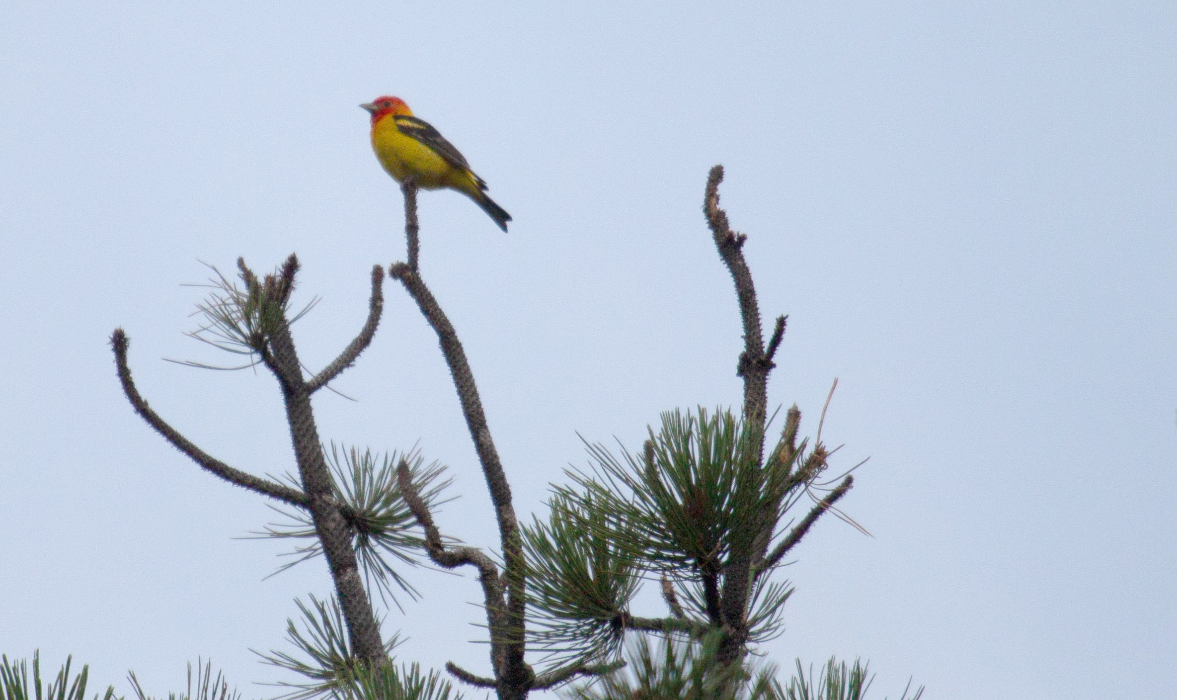 Western Tanager, Colorado, 23 July 2025