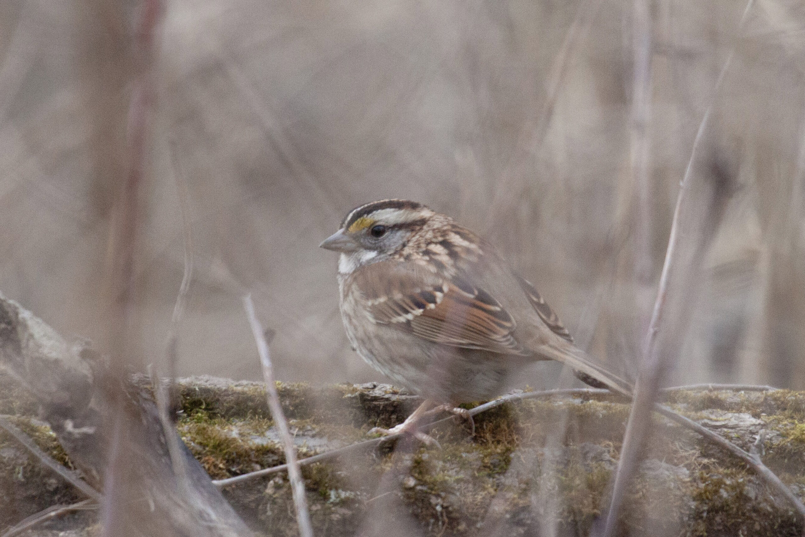 White-throated Sparrow on a log