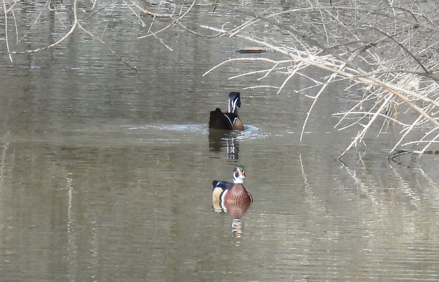 Two Wood Ducks swim in a lake