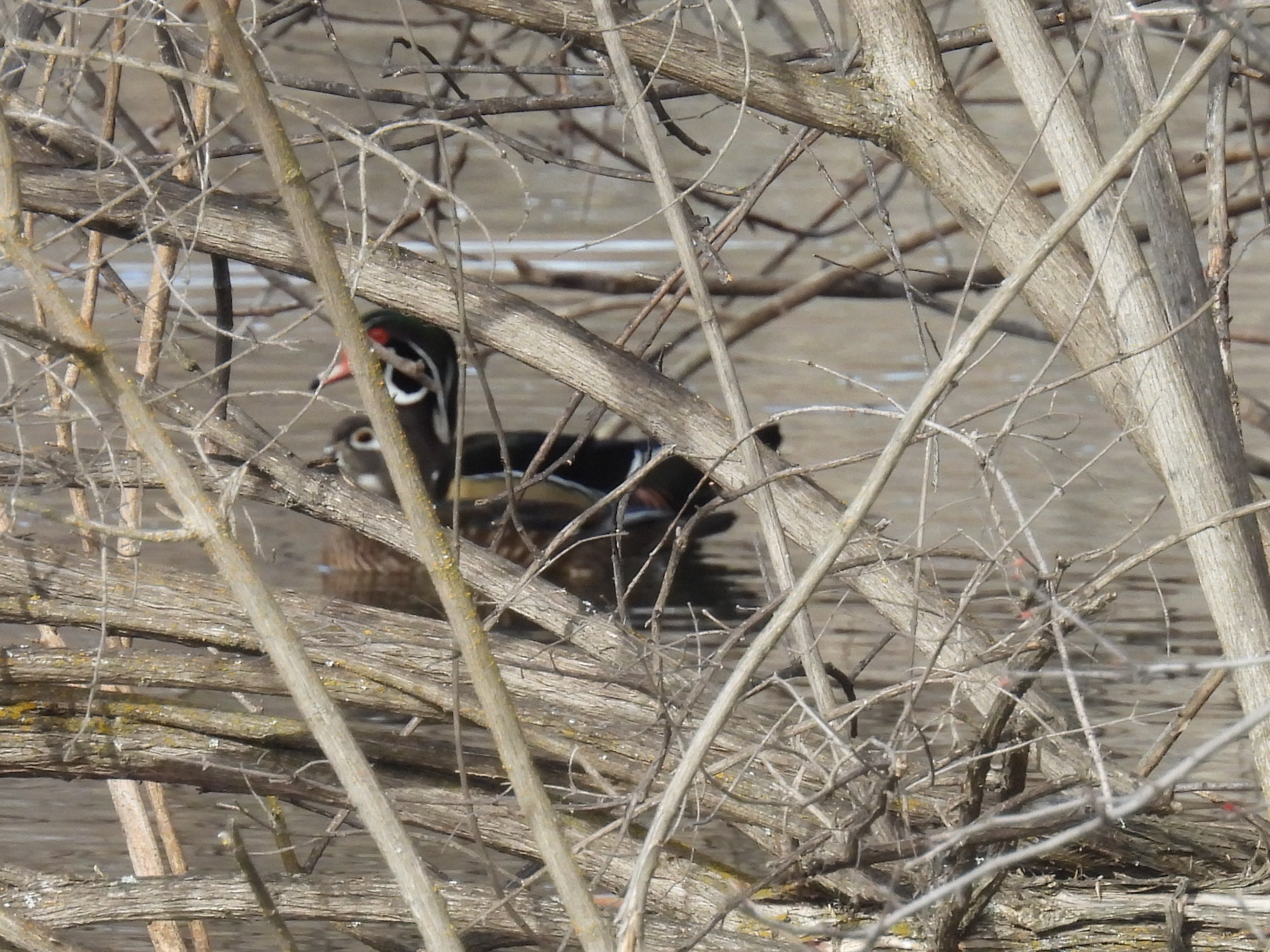 A Wood Duck among the reeds by a lake