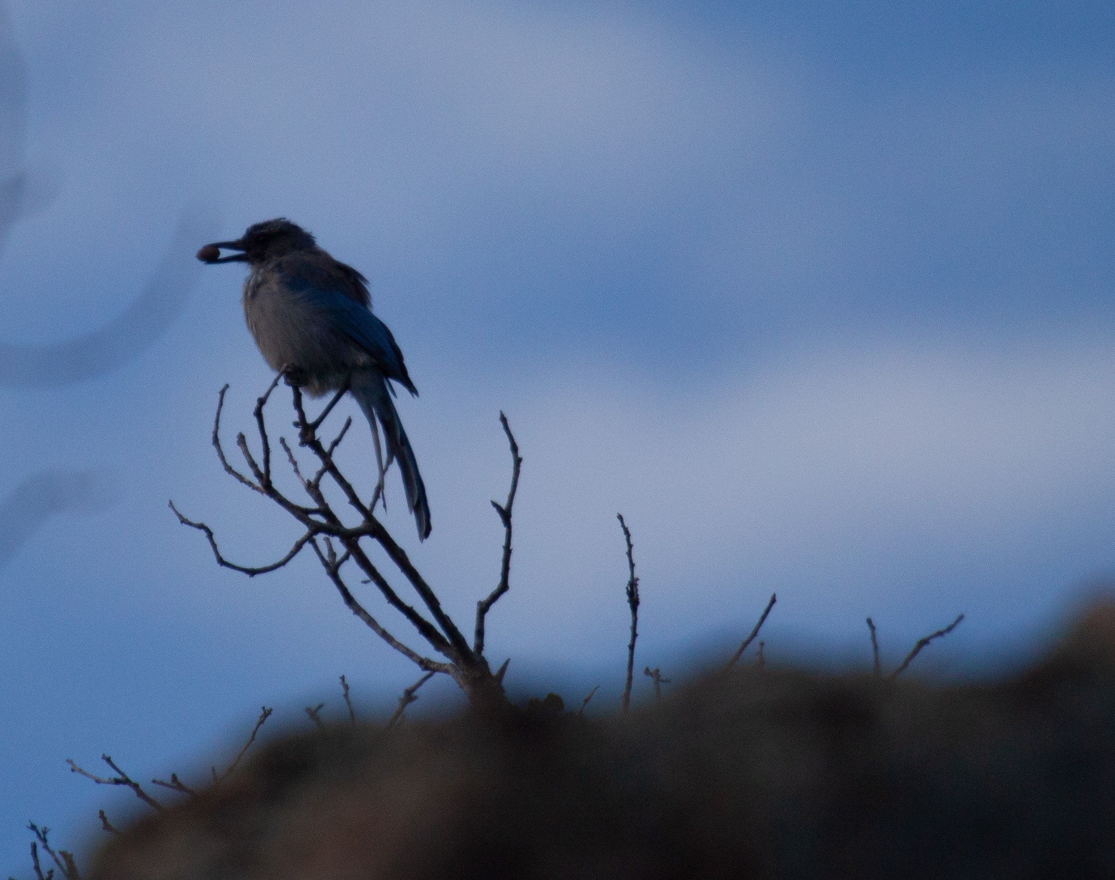 Woodhouse's Scrub Jay, 20 July 2025