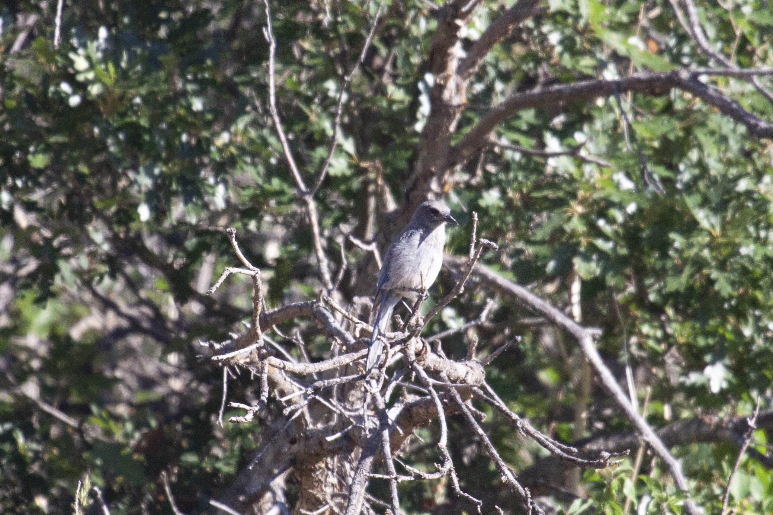 Woodhouse's Scrub Jay, 26 July 2025
