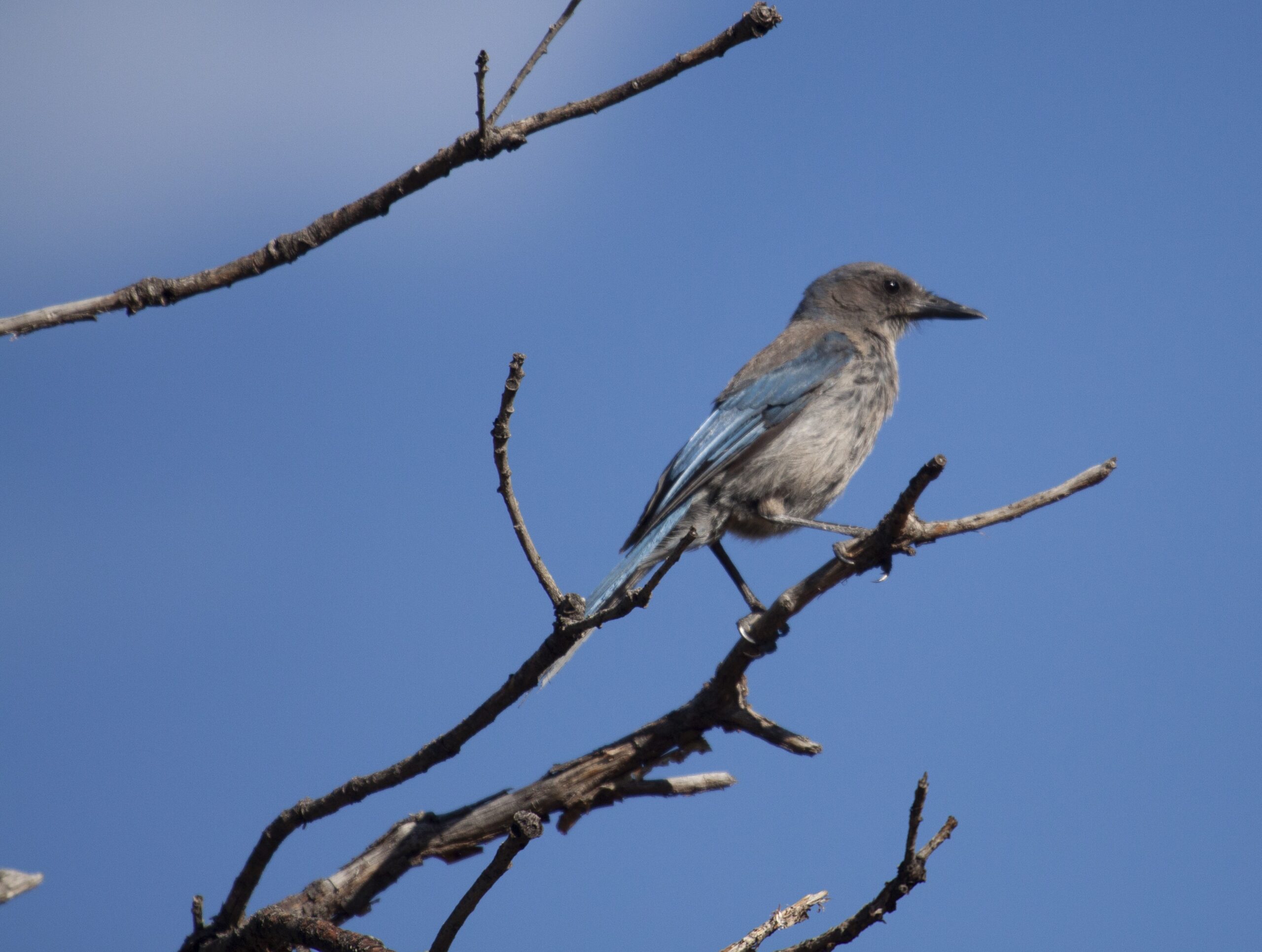 Woodhouse's Scrub Jay, 26 July 2025