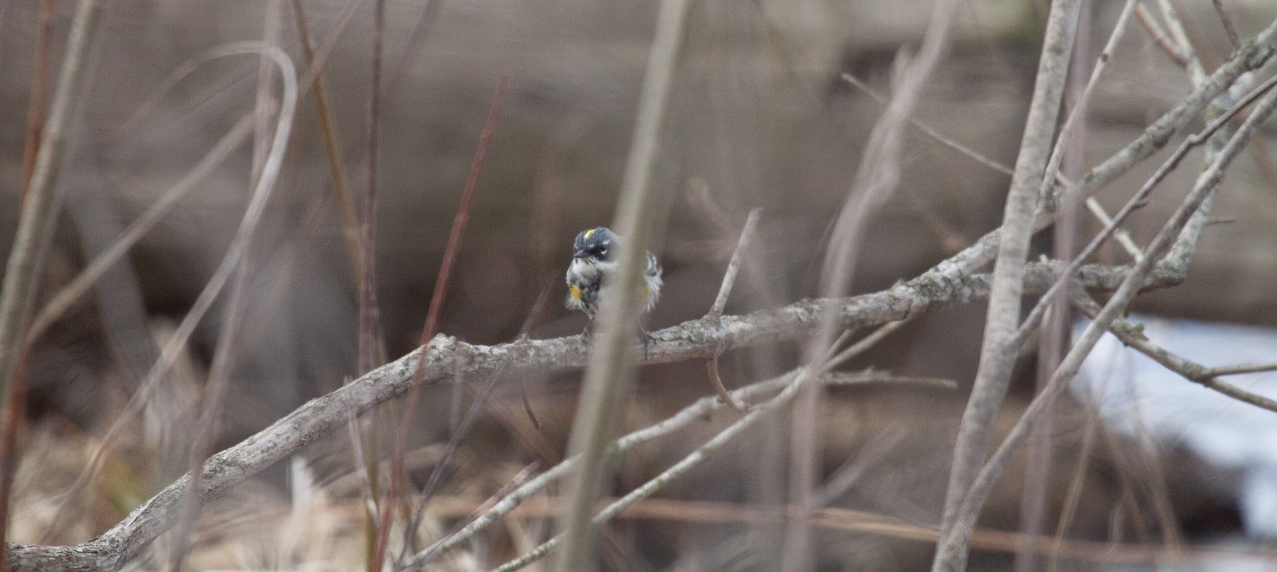 A Yellow-Rumped Warbler perches on a small branch