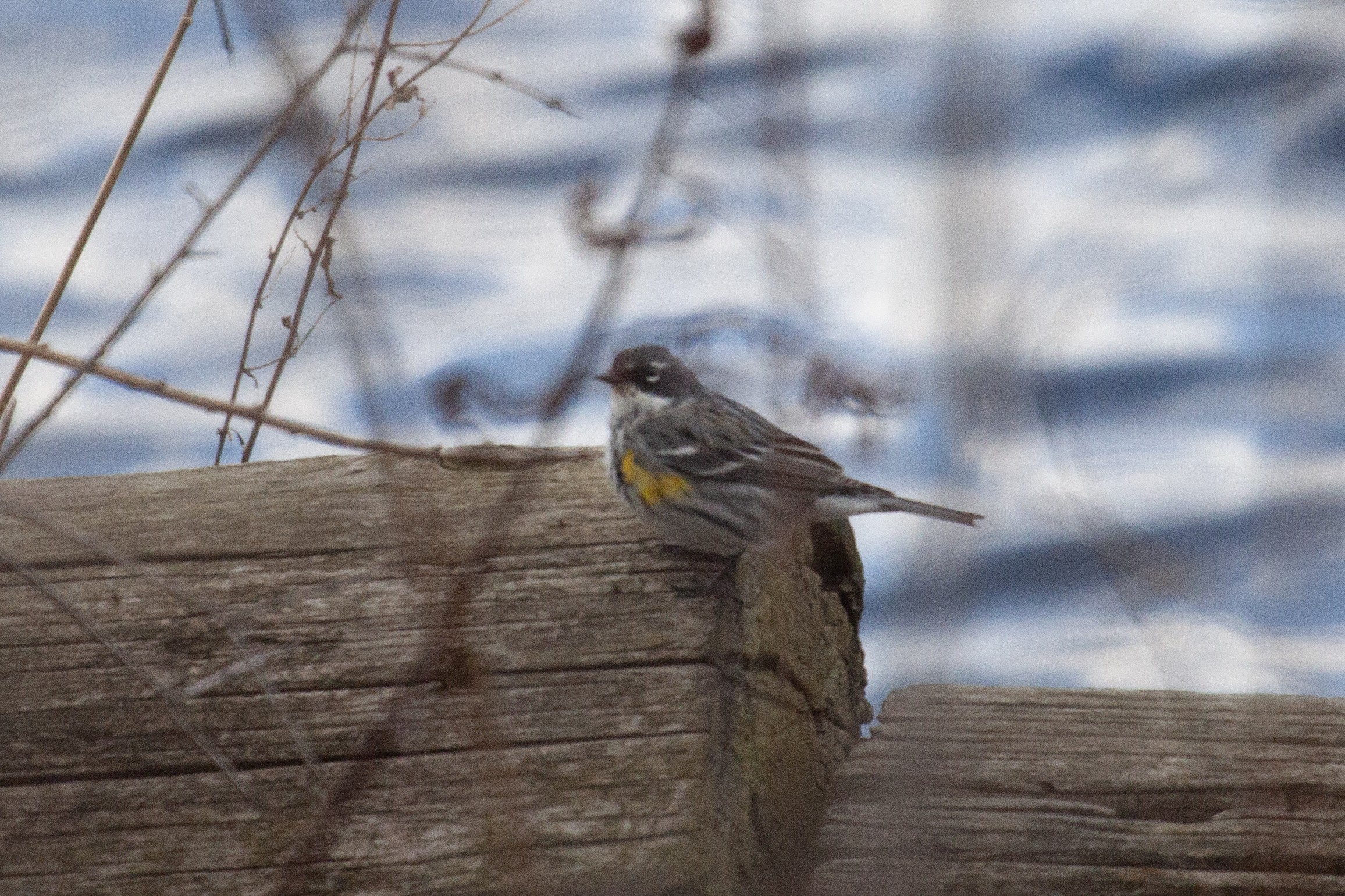 A Yellow-Rumped Warbler perches on a fallen log