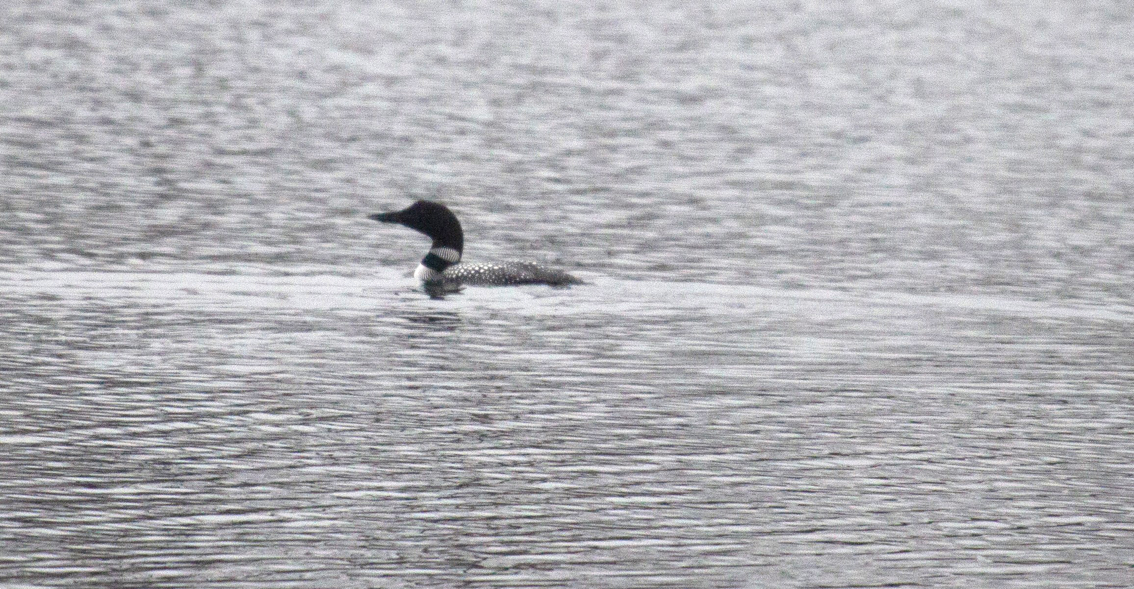 A Common Loon swims on Axe Head Lake