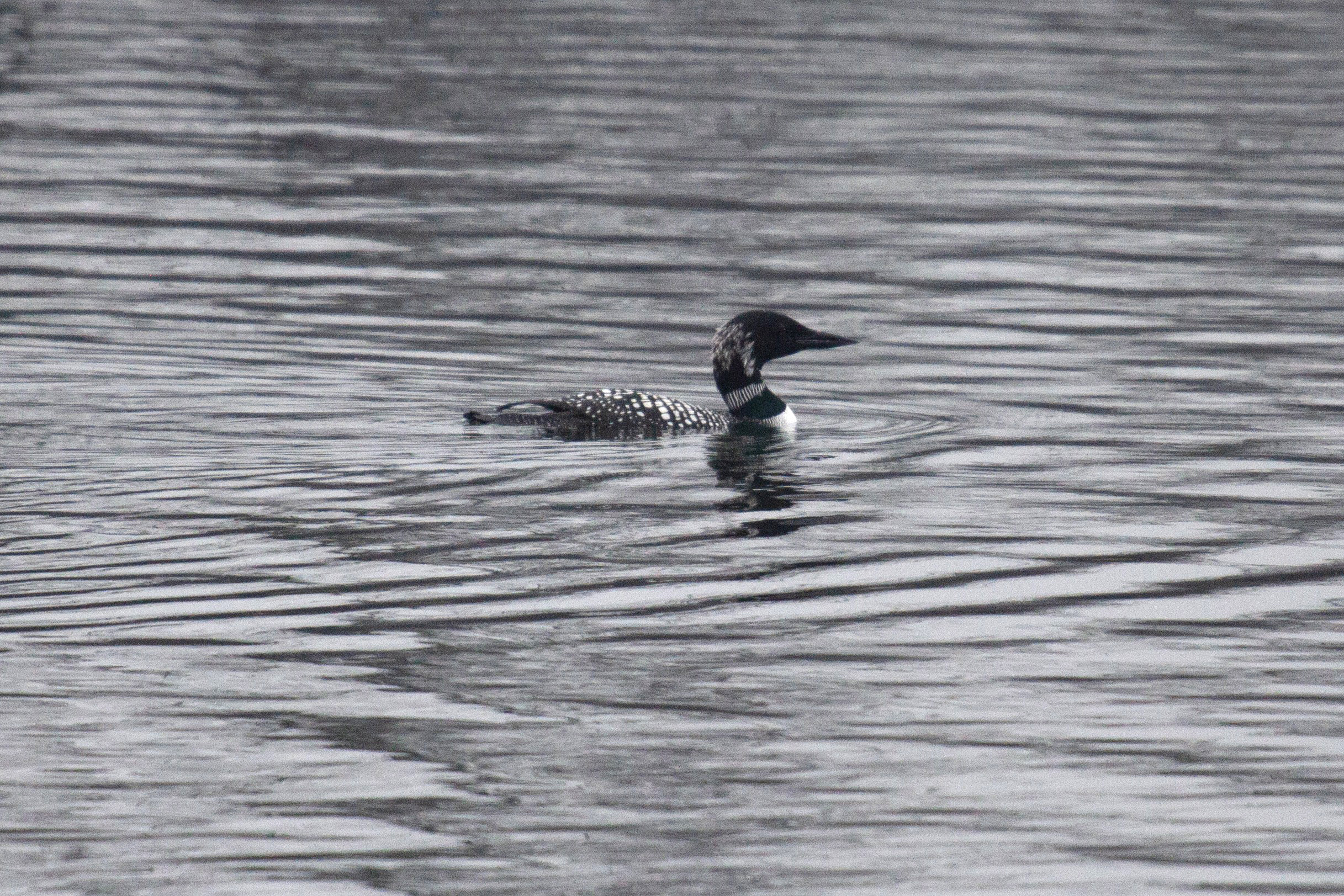 A juvenile Common Loon swims on Lake Opeka
