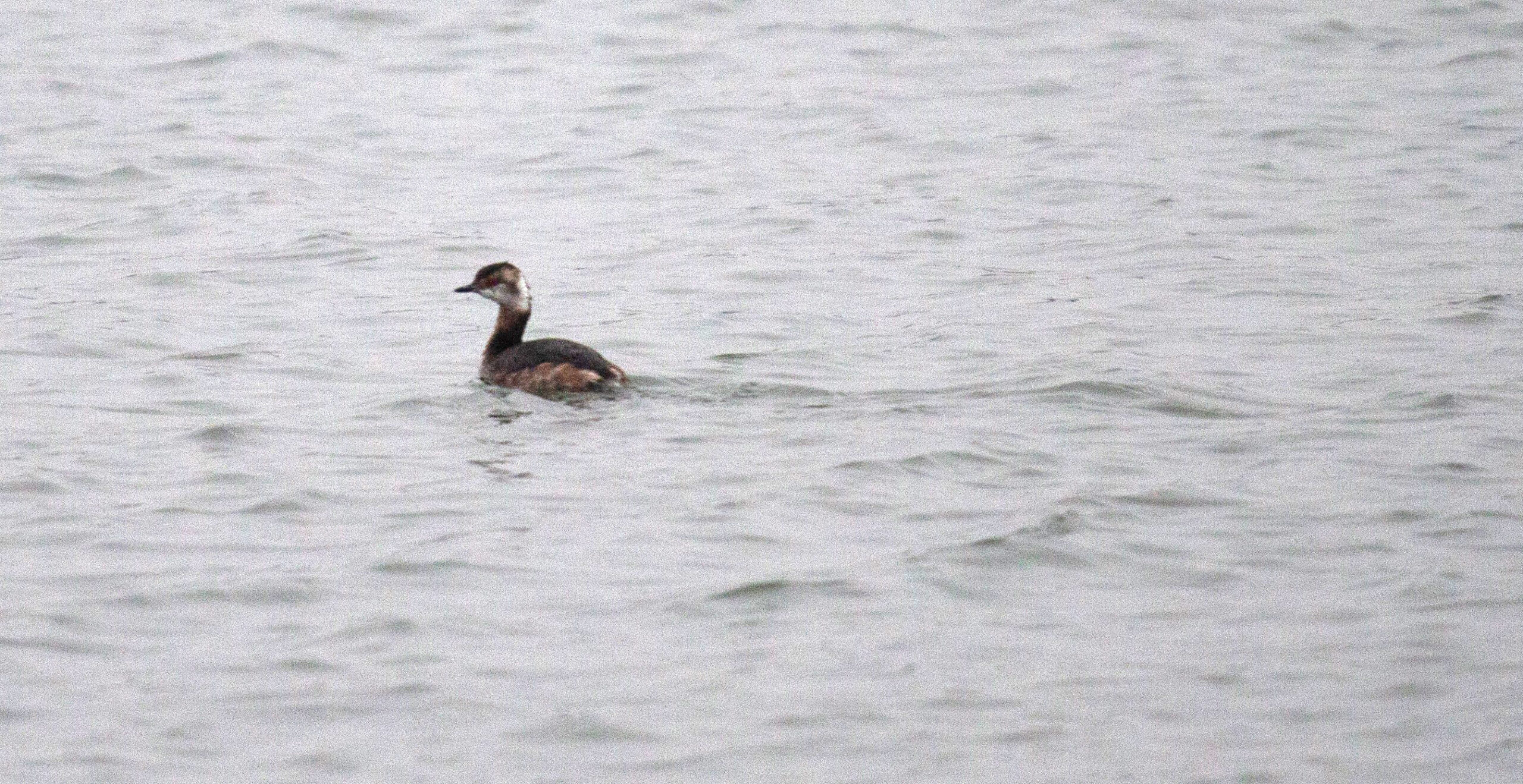 A Horned Grebe swims on Lake Opeka