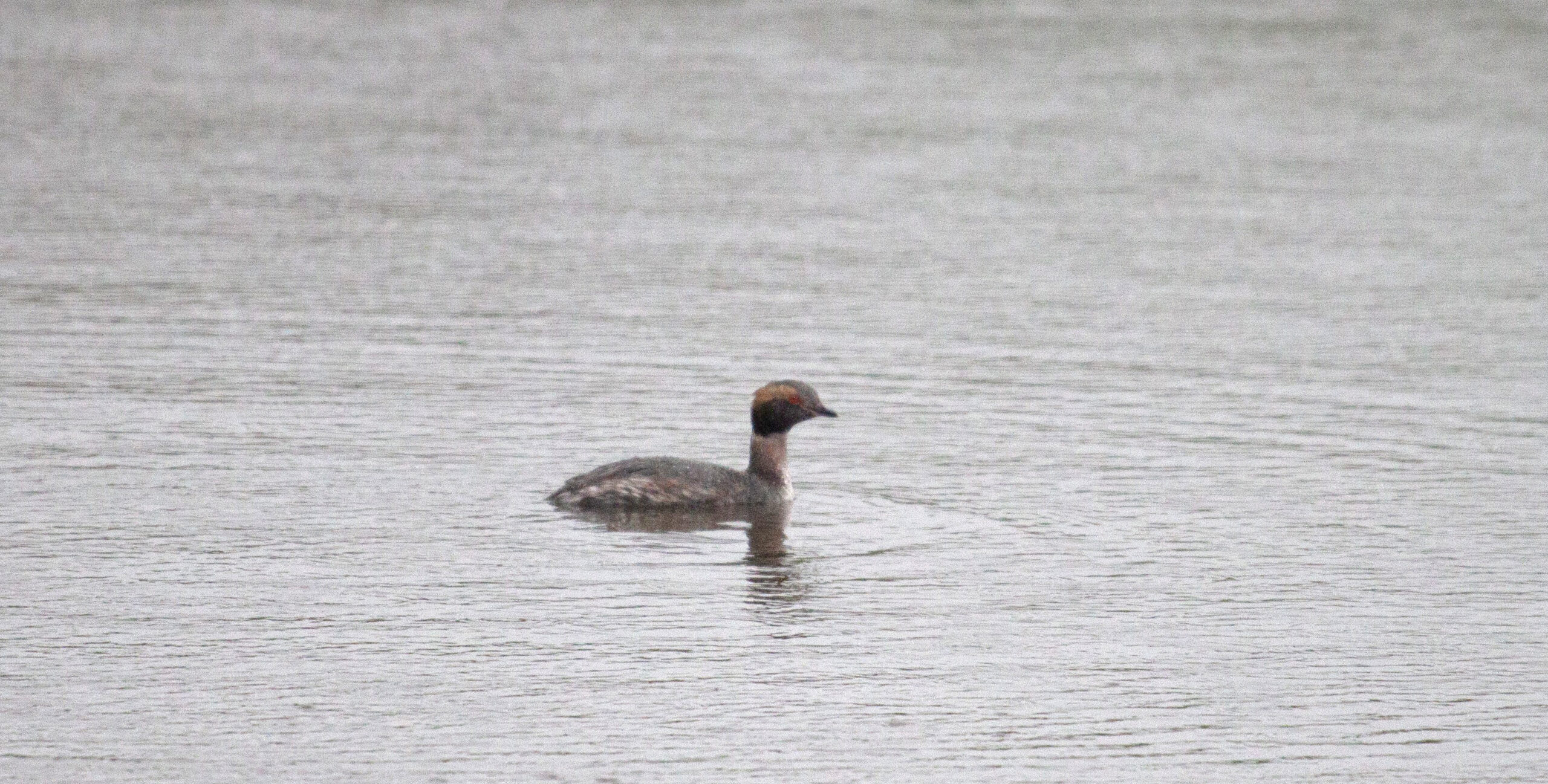 A Horned Grebe swims on Lake Opeka