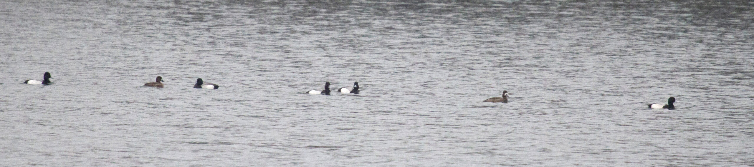 A group of Lesser Scaup swim on Axe Head Lake