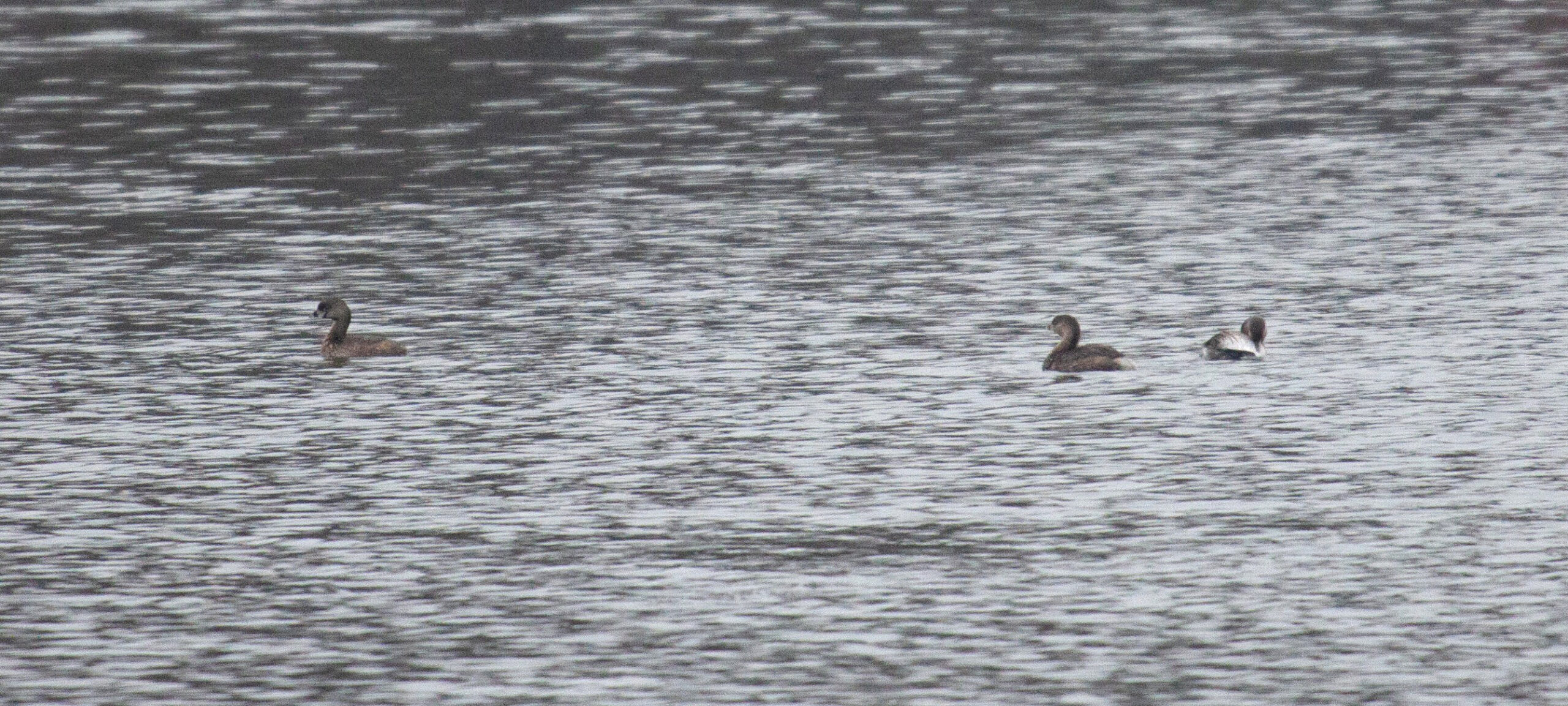 A pair of Pied-Billed Grebes swim on Axe Head Lake,