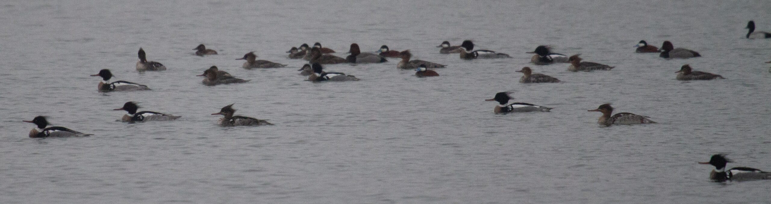 Five Ruddy Ducks among several other water fowl groups