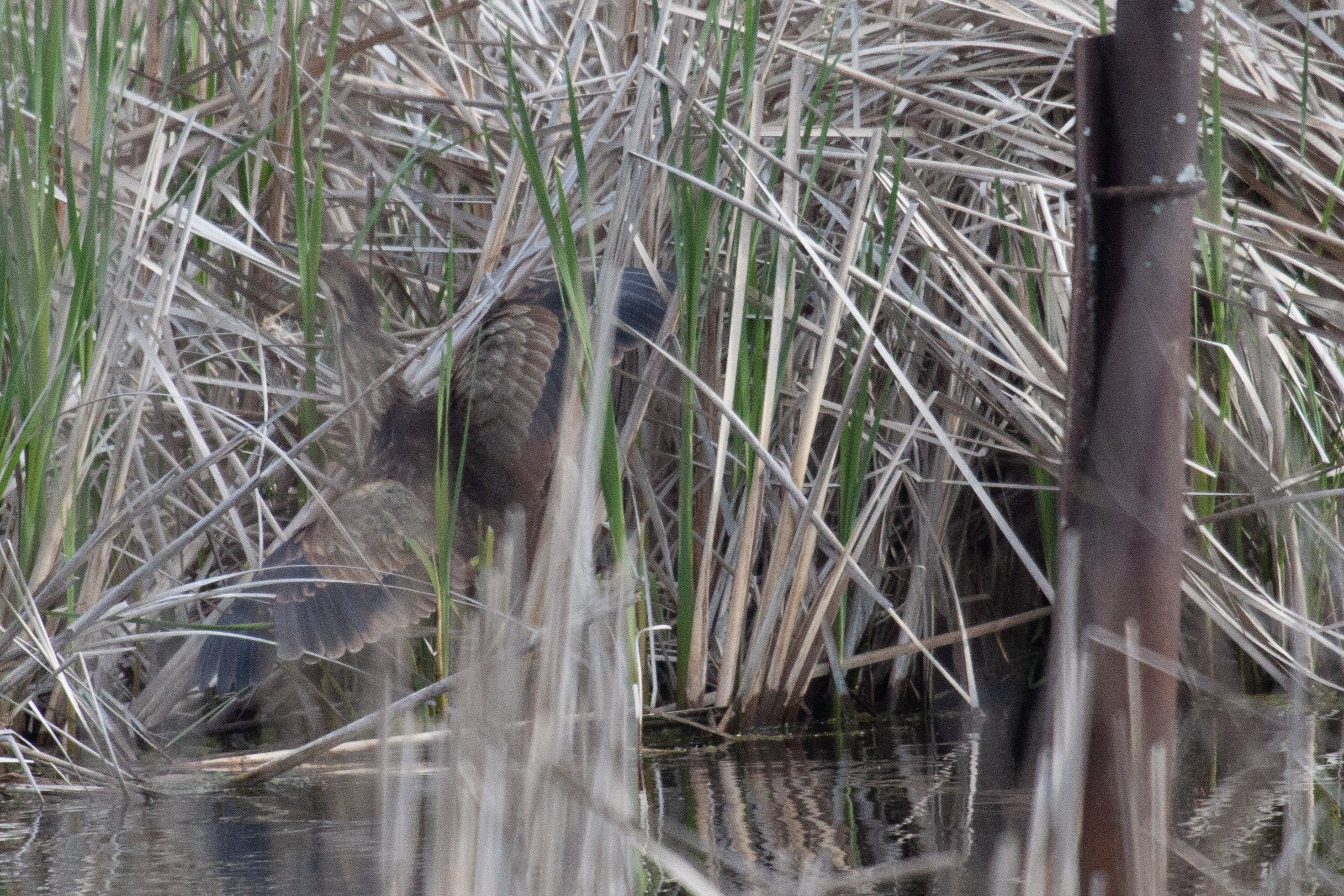 An American Bittern flies away from the water