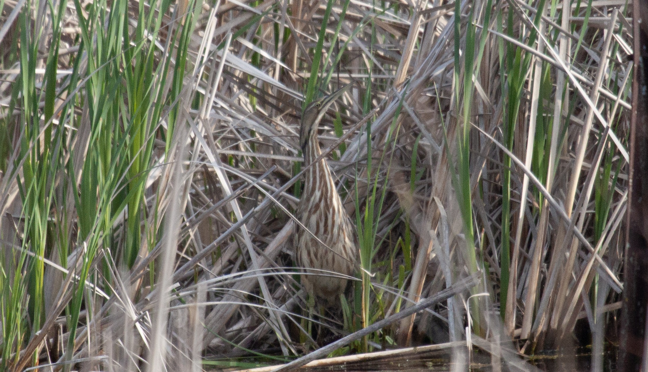 An American Bittern watches the for danger from amid the reeds on the edge of the water