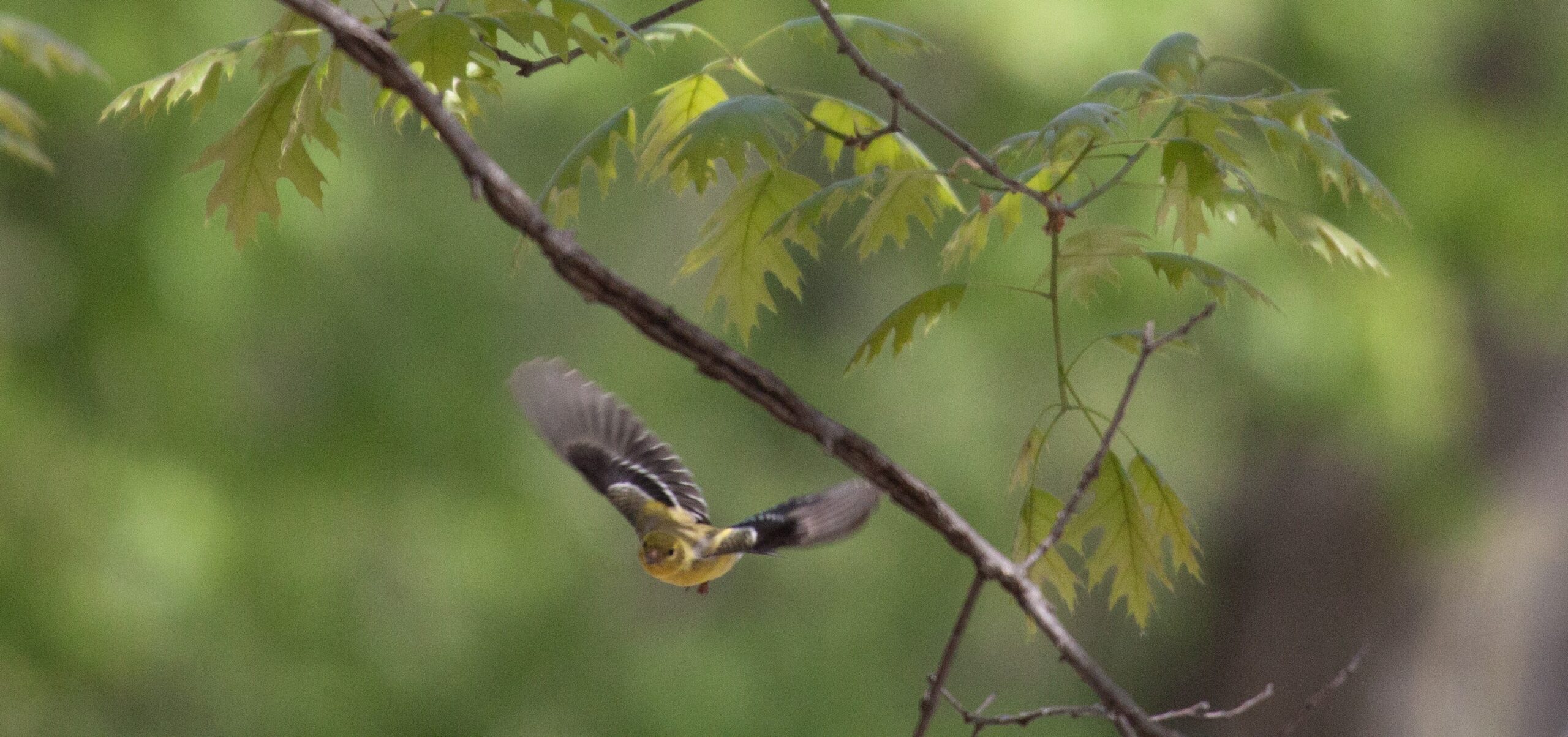 American Goldfinch flies from a branch