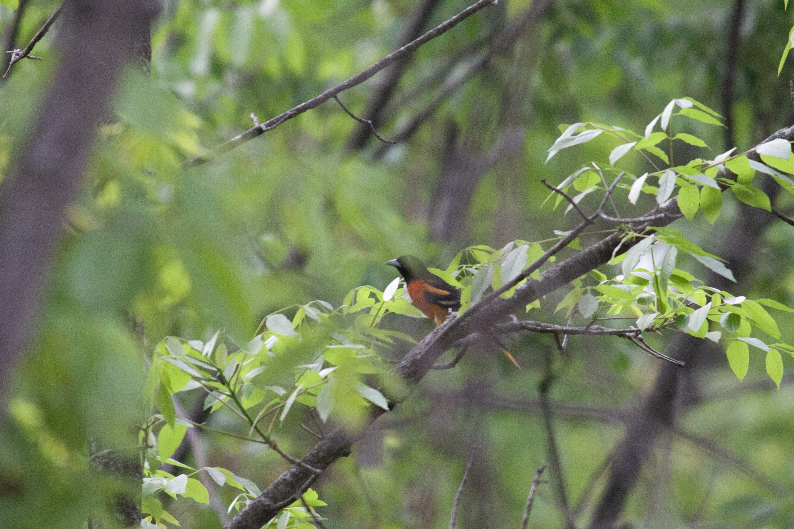 A Baltimore Oriole on a branch