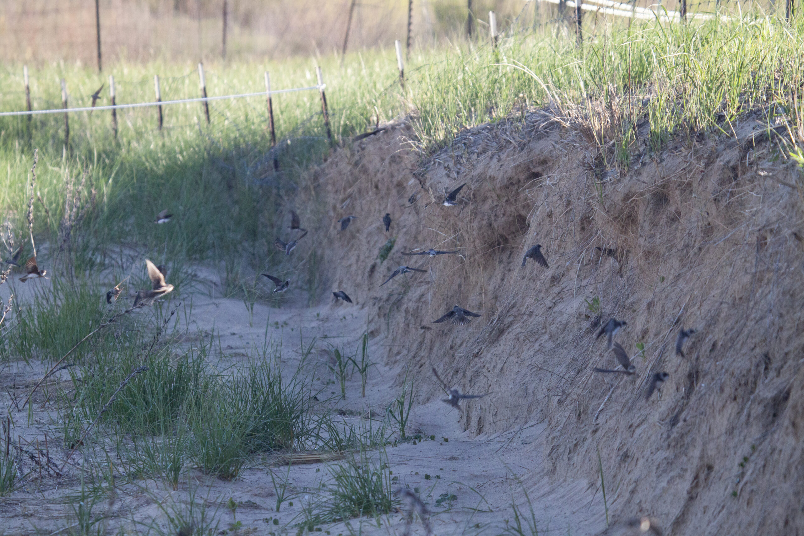 Bank Swallows swarm a dune