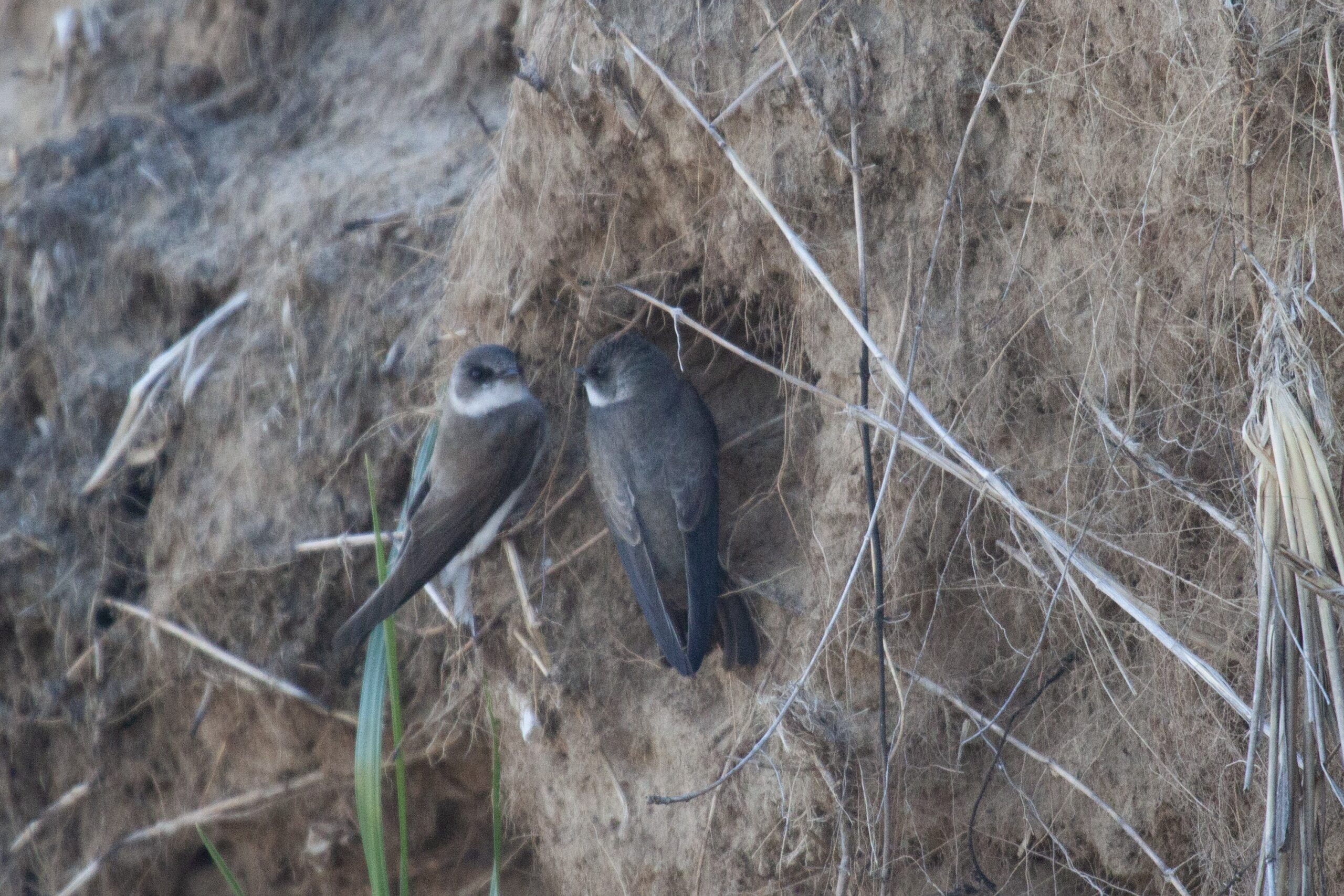 Two Bank Swallows perched on a dune