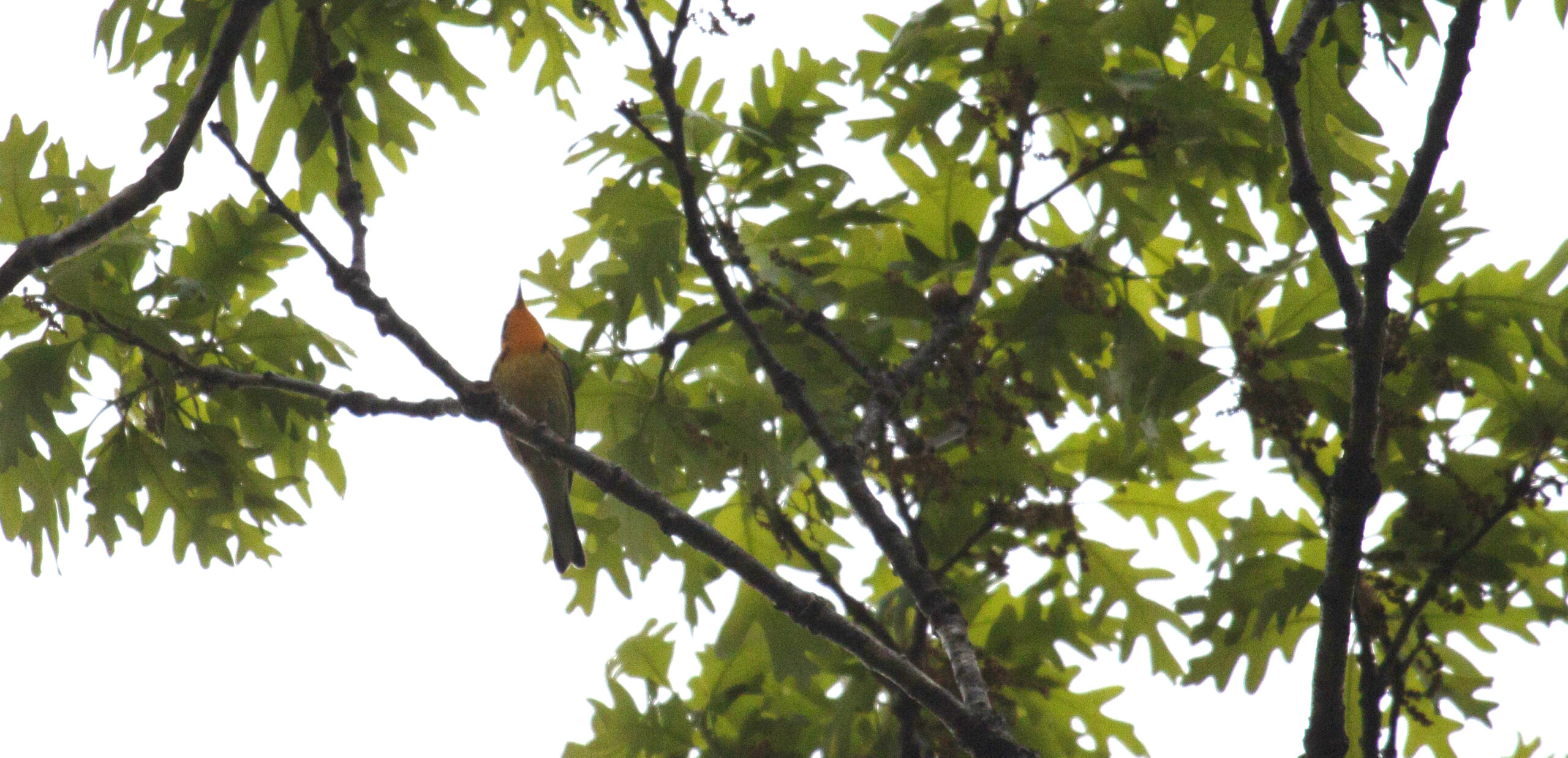 A Blackburnian Warbler on a branch