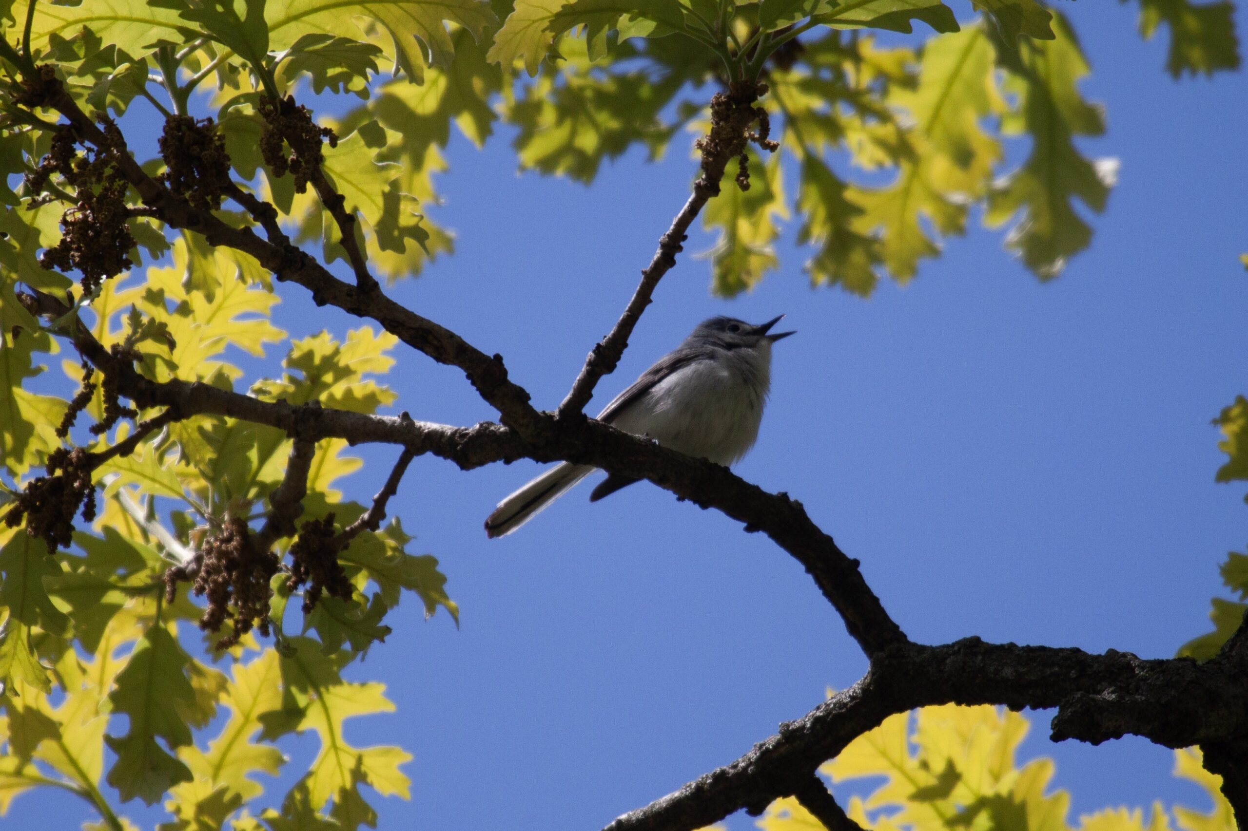 Small fluffy Blue Gray Gnatcatcher sings on a branch