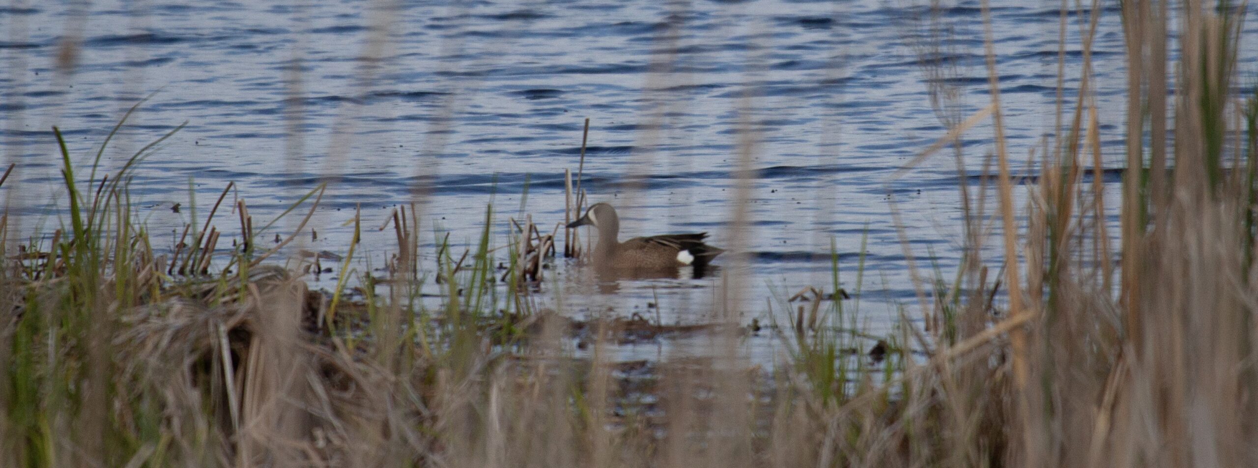 A Blue-Winged Teal in the water