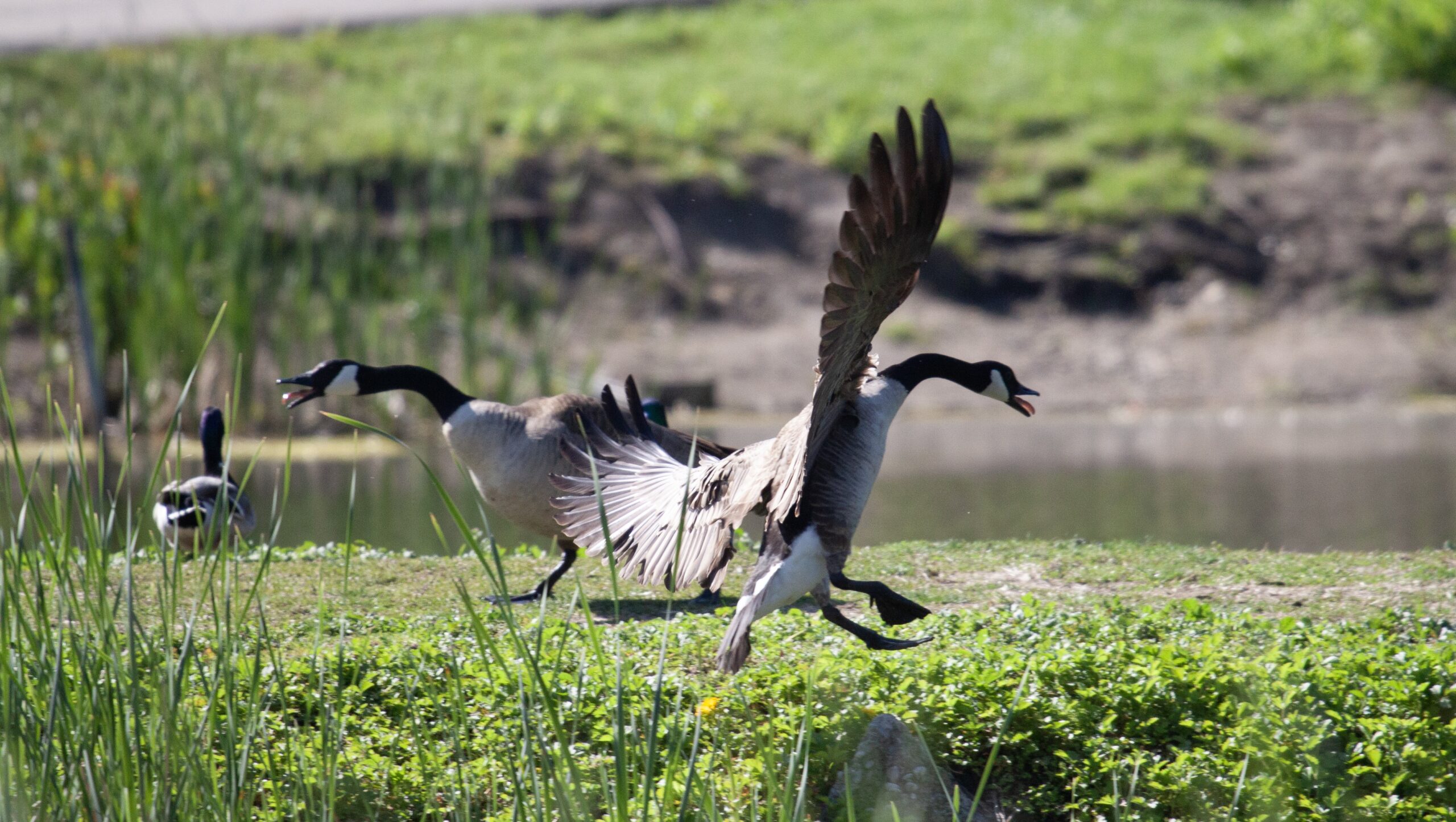 Two Canada Geese face off with wings up and honking at one another on a grassy knoll