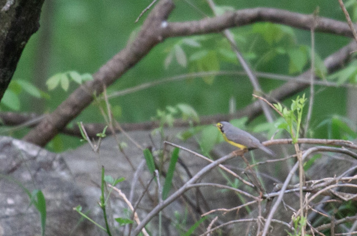 A Canada Warbler on a low branch