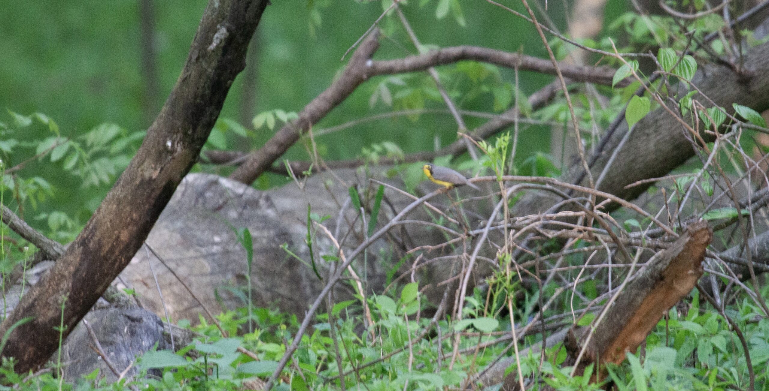 A Canada Warbler on a low branch