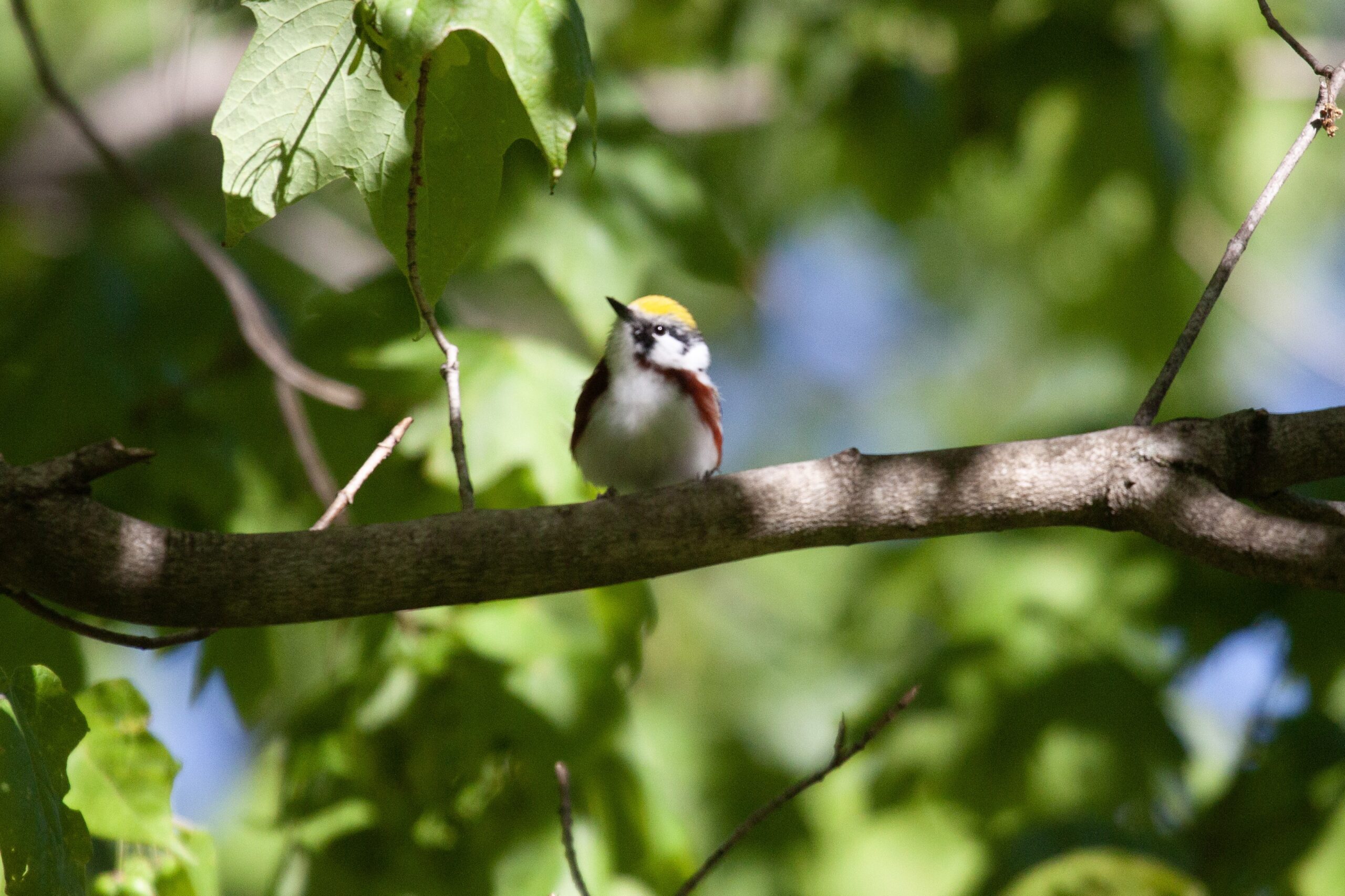 A Chestnut-Sided Warbler rests on a branch for a moment