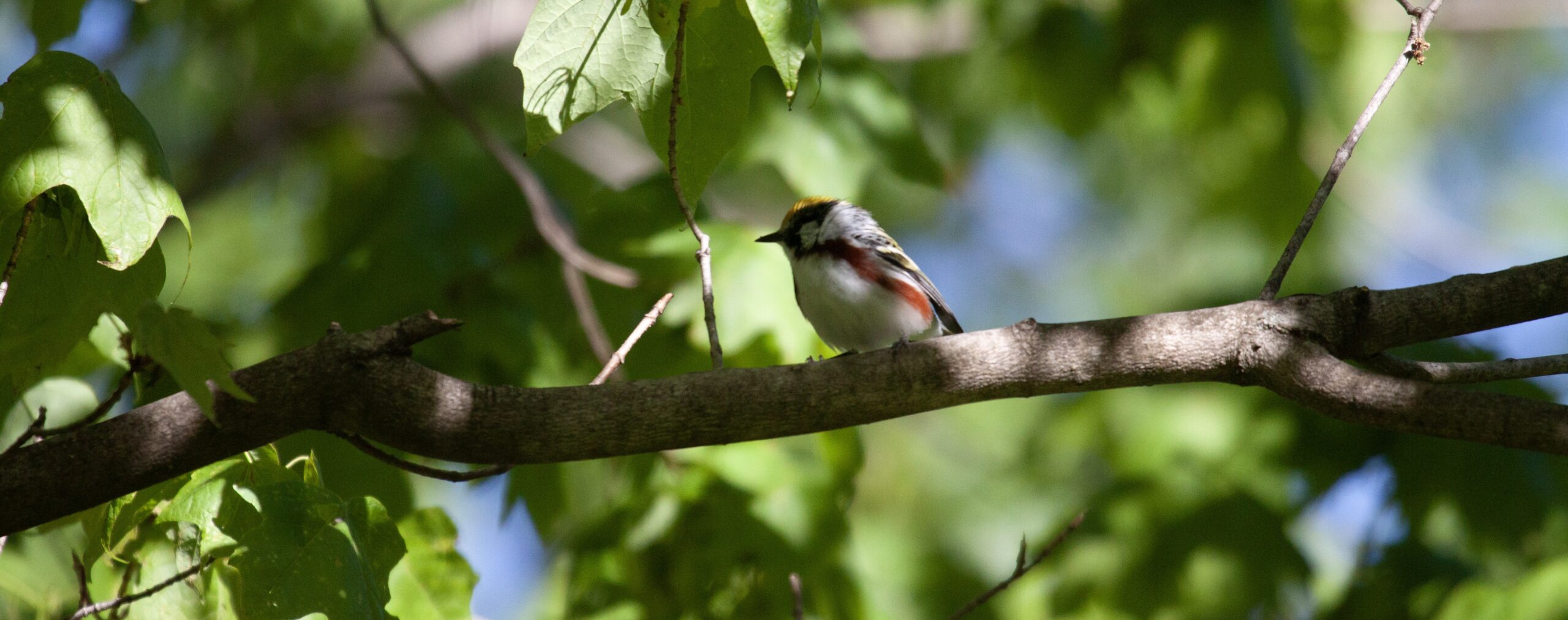 A Chestnut-Sided Warbler rests on a branch for a moment