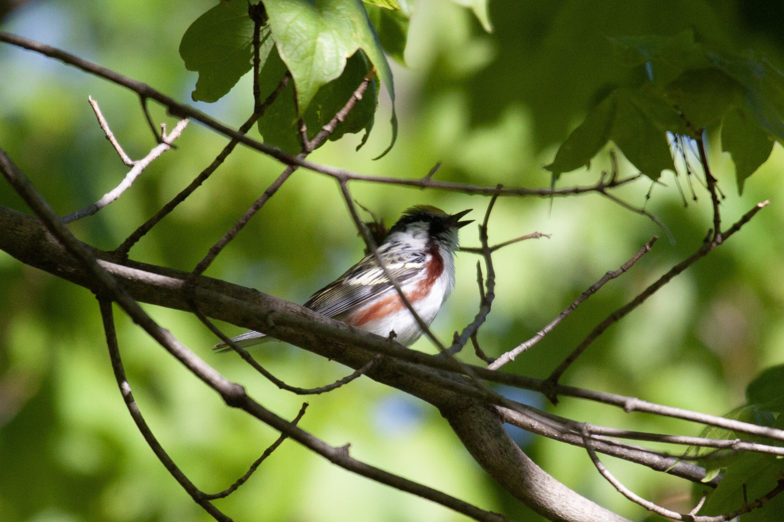 A Chestnut-Sided Warbler rests on a branch for a moment