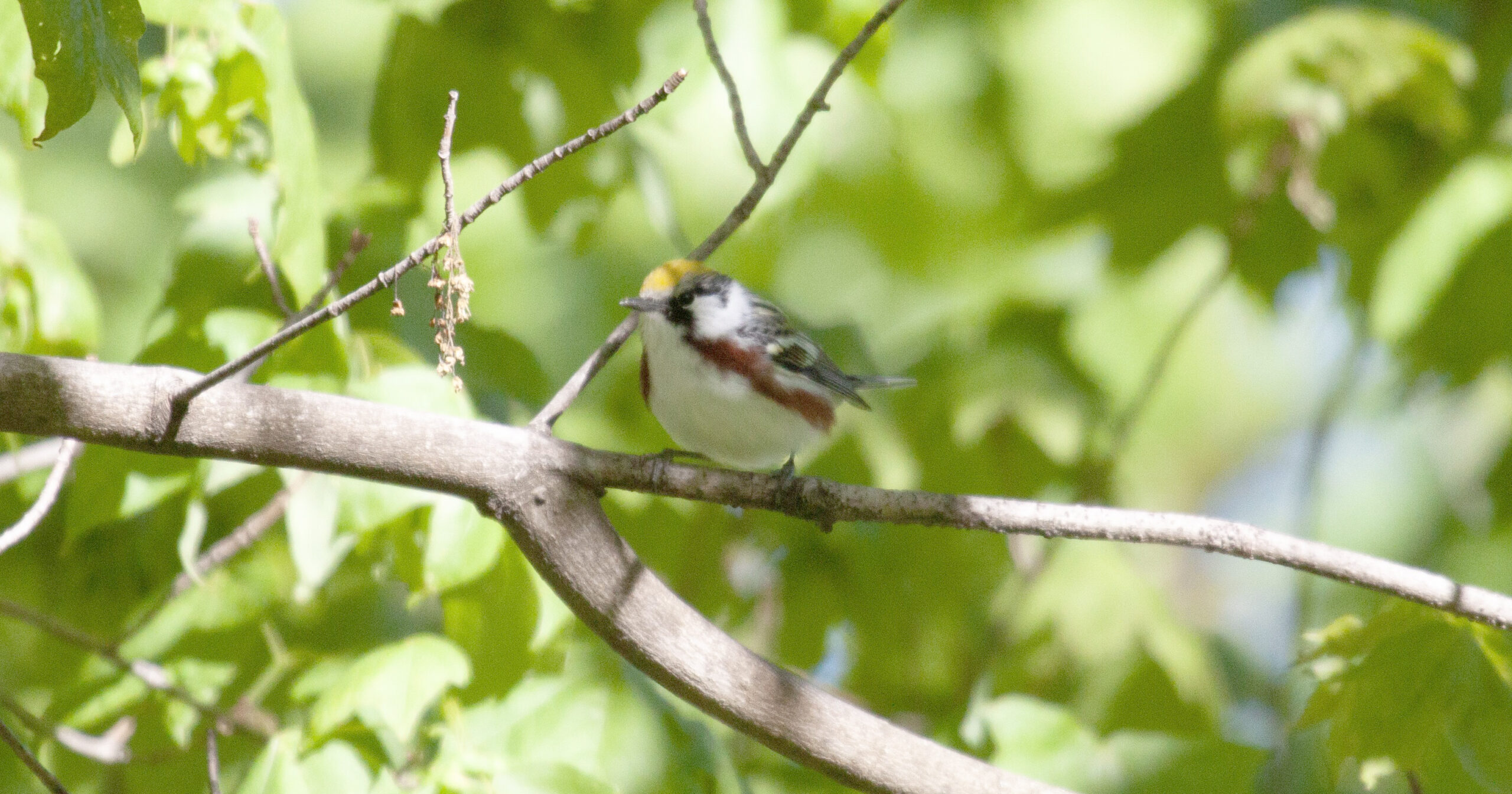 A Chestnut-Sided Warbler rests on a branch for a moment