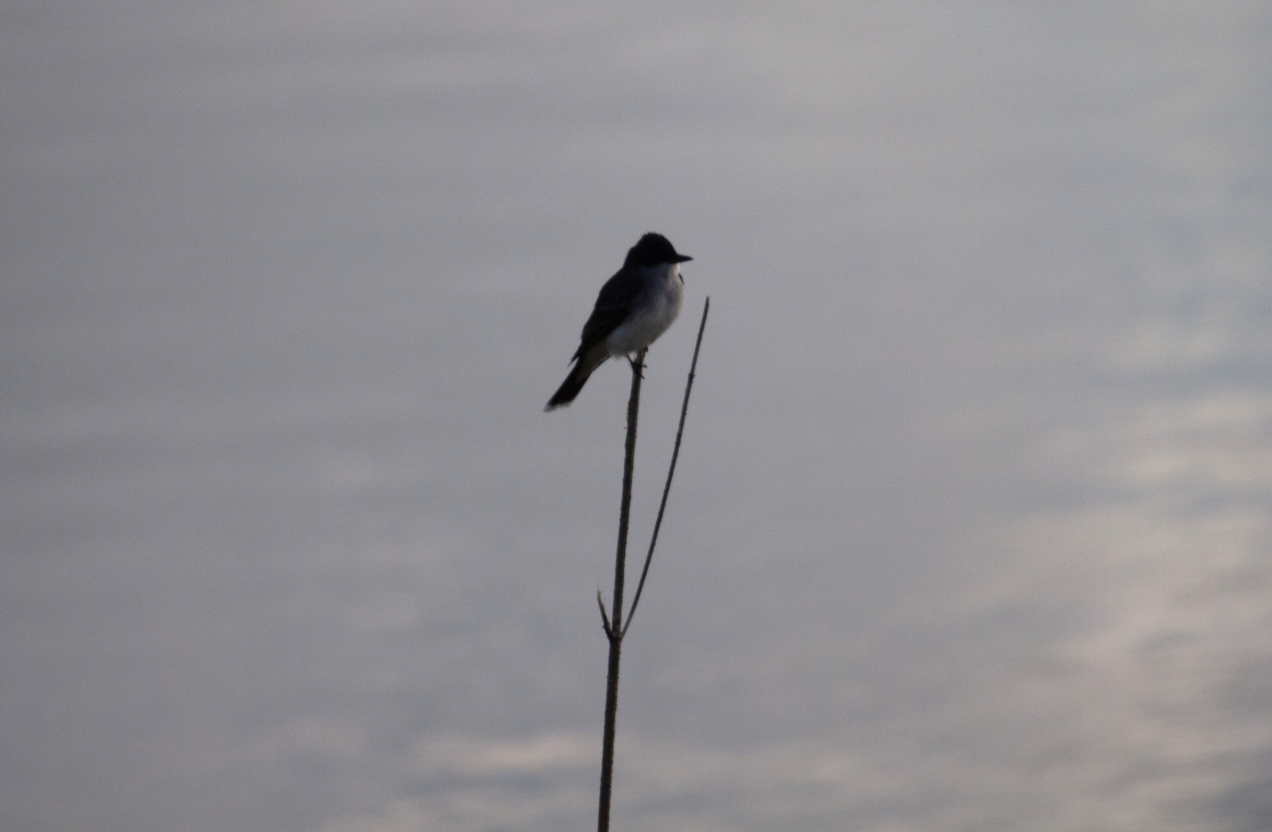 Small black and white Eastern Kingbird surveys the shore from a thin snag