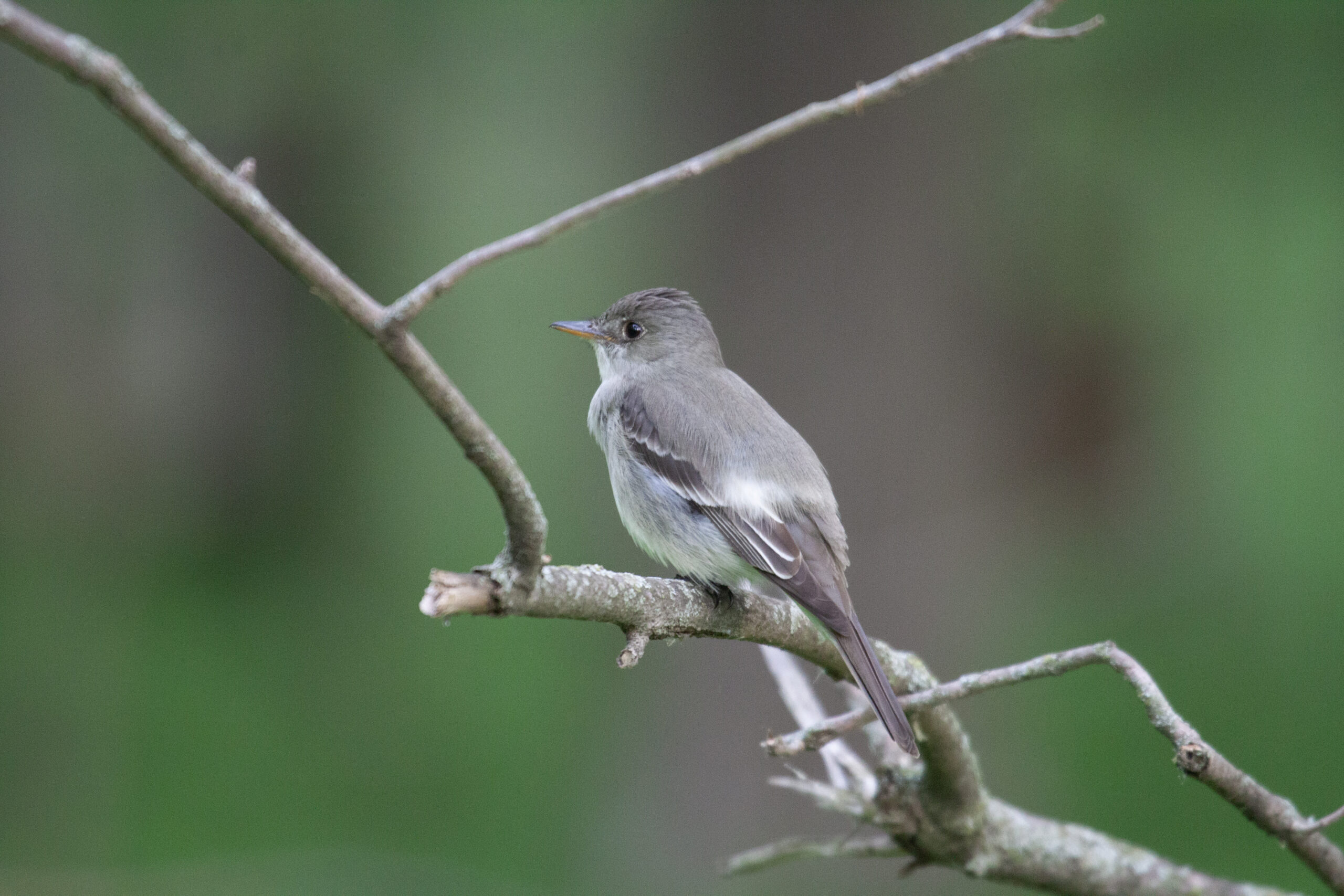 An Eastern Wood Pewee on a branch