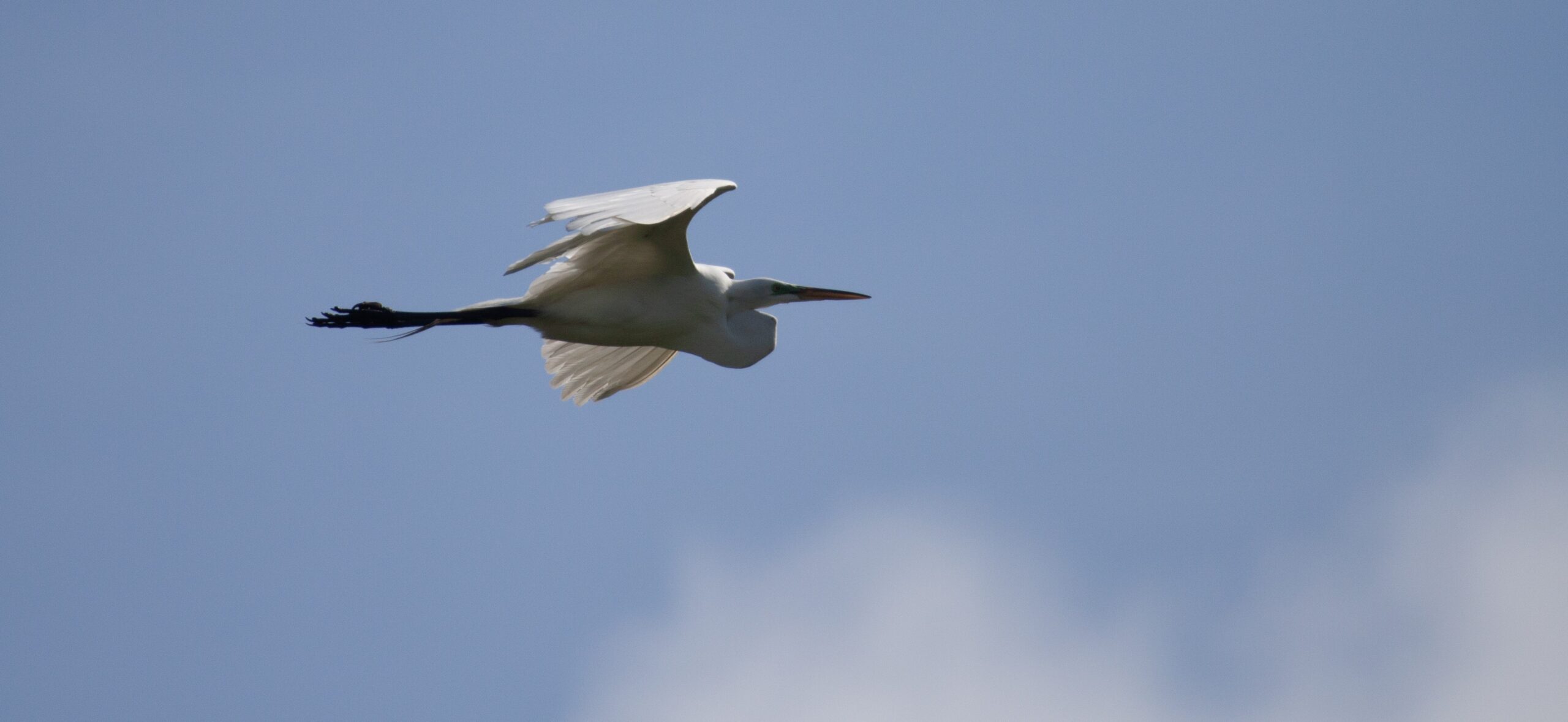 A Great Egret, a large white shore bird with long legs, soars overhead,
