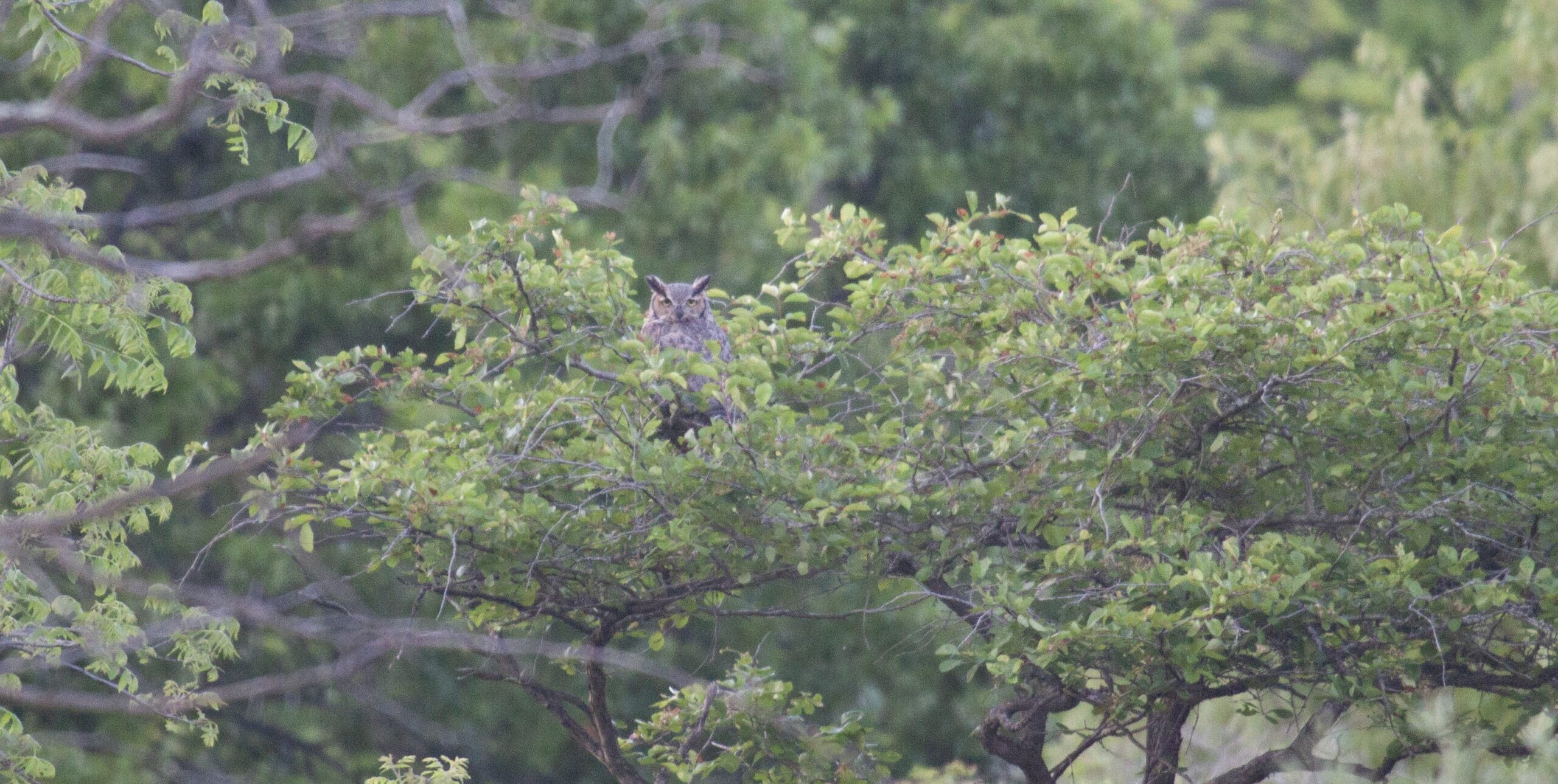 A Great Horned Owl sits atop a tree, looking for dinner