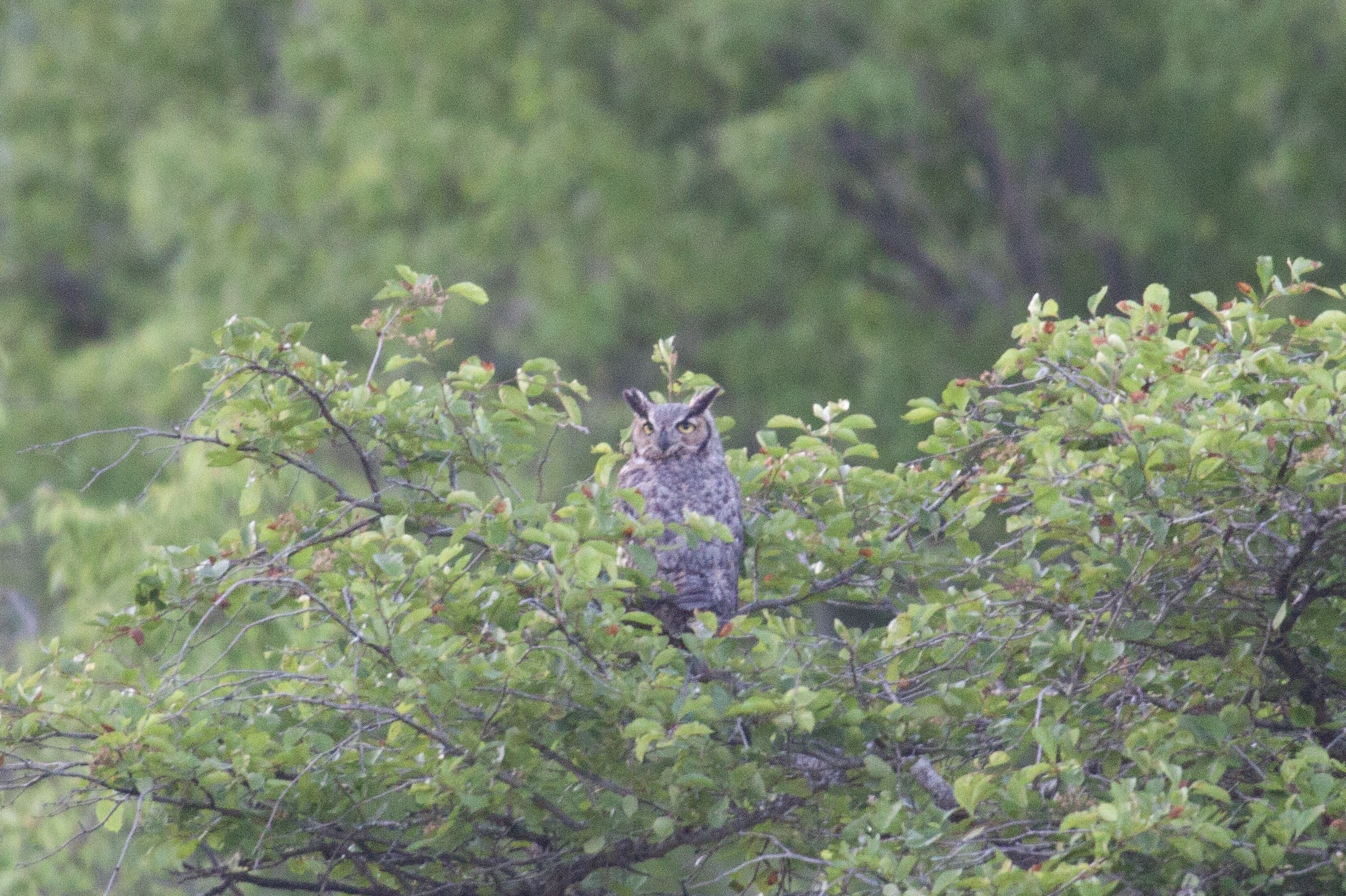 A Great Horned Owl sits atop a tree, looking for dinner