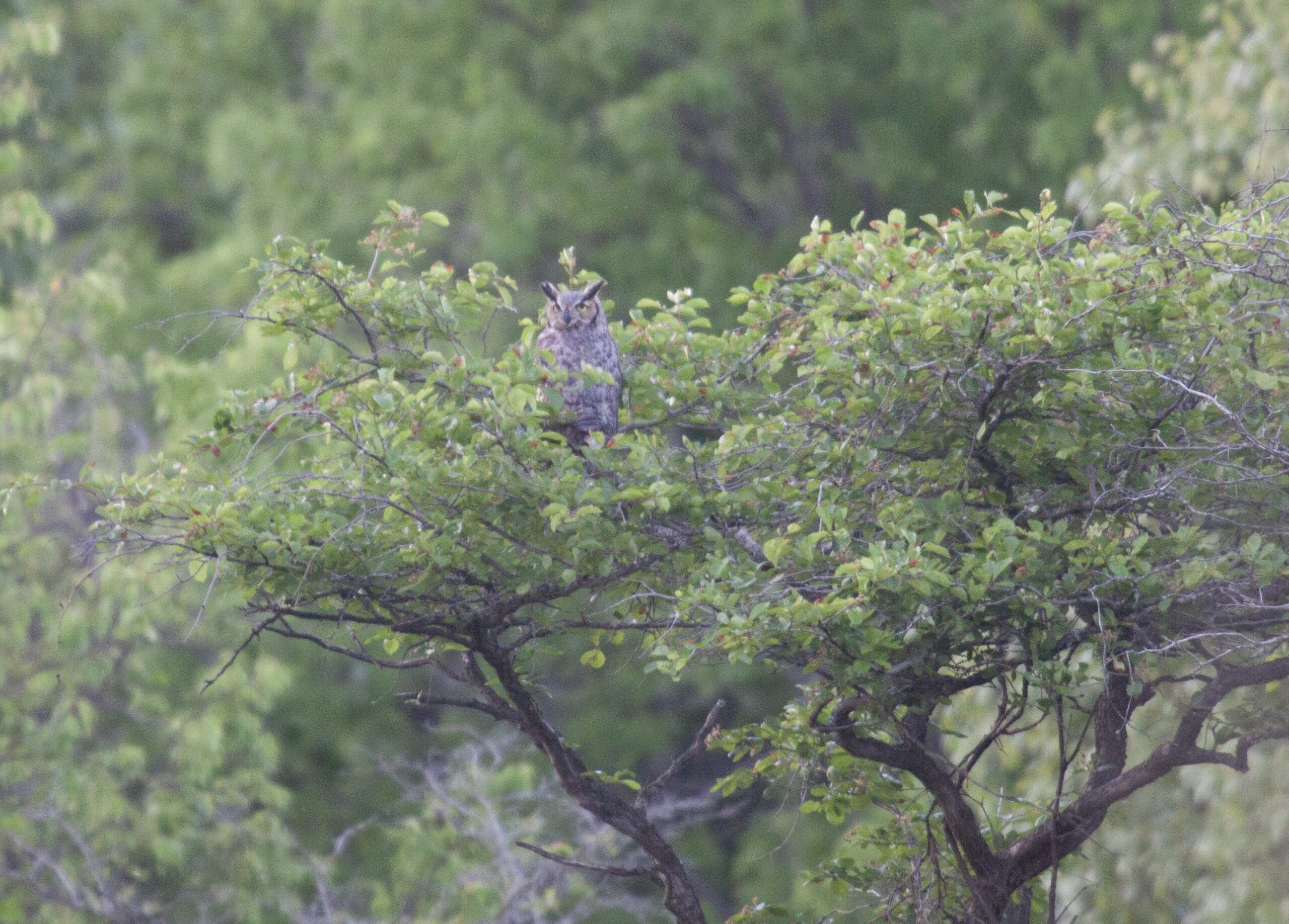 A Great Horned Owl sits atop a tree, looking for dinner