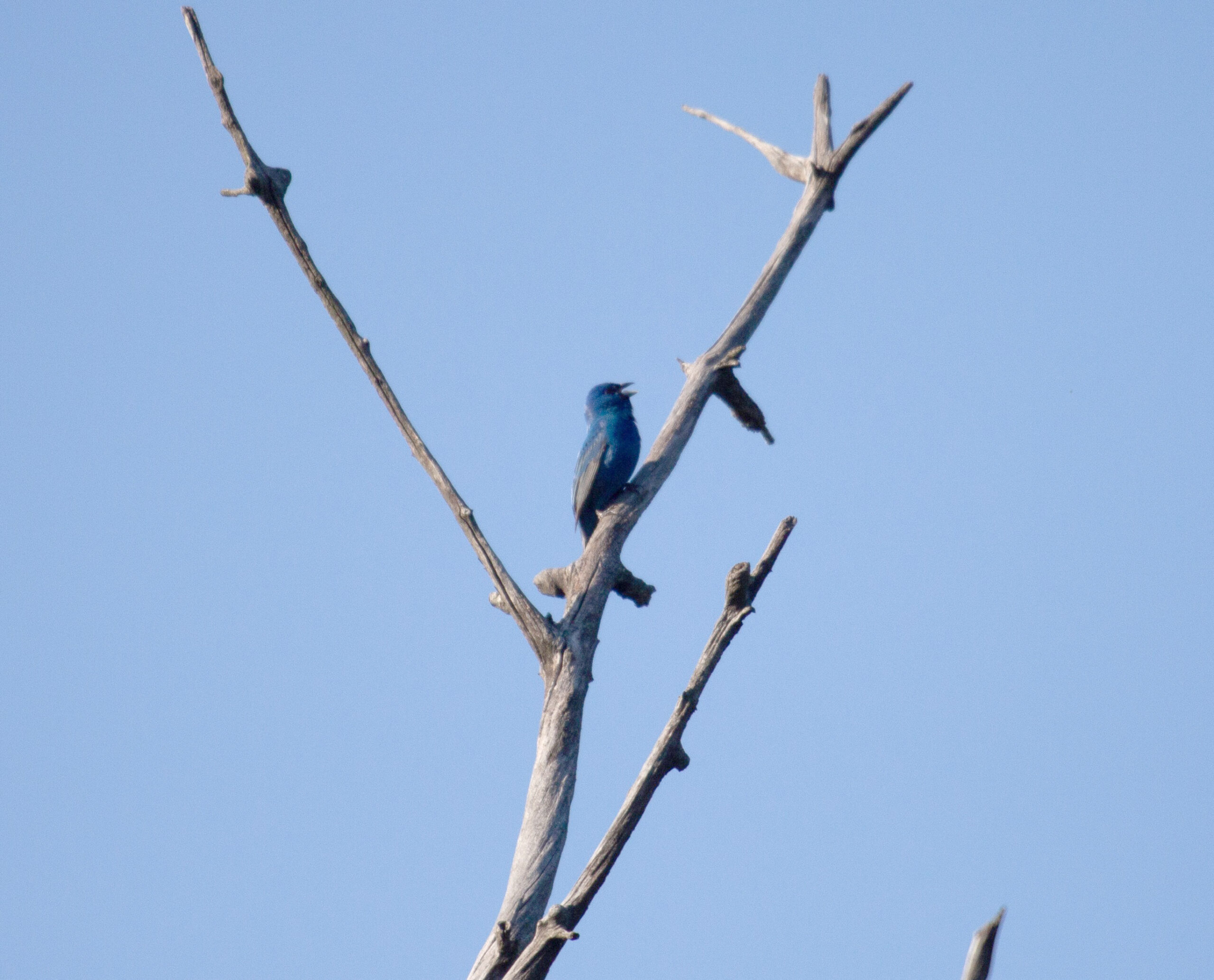 Indigo Bunting sings from the top of a snag