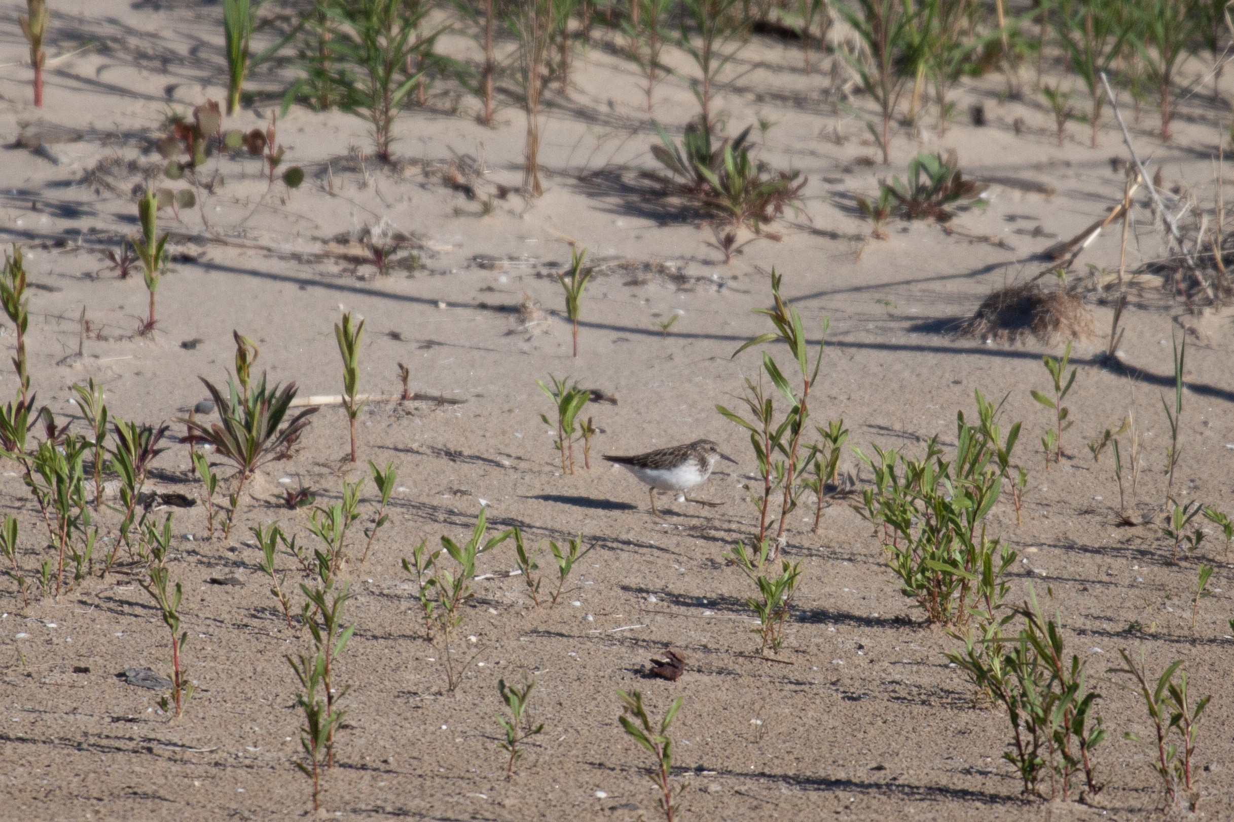 A Least Sandpiper creeps along the beach