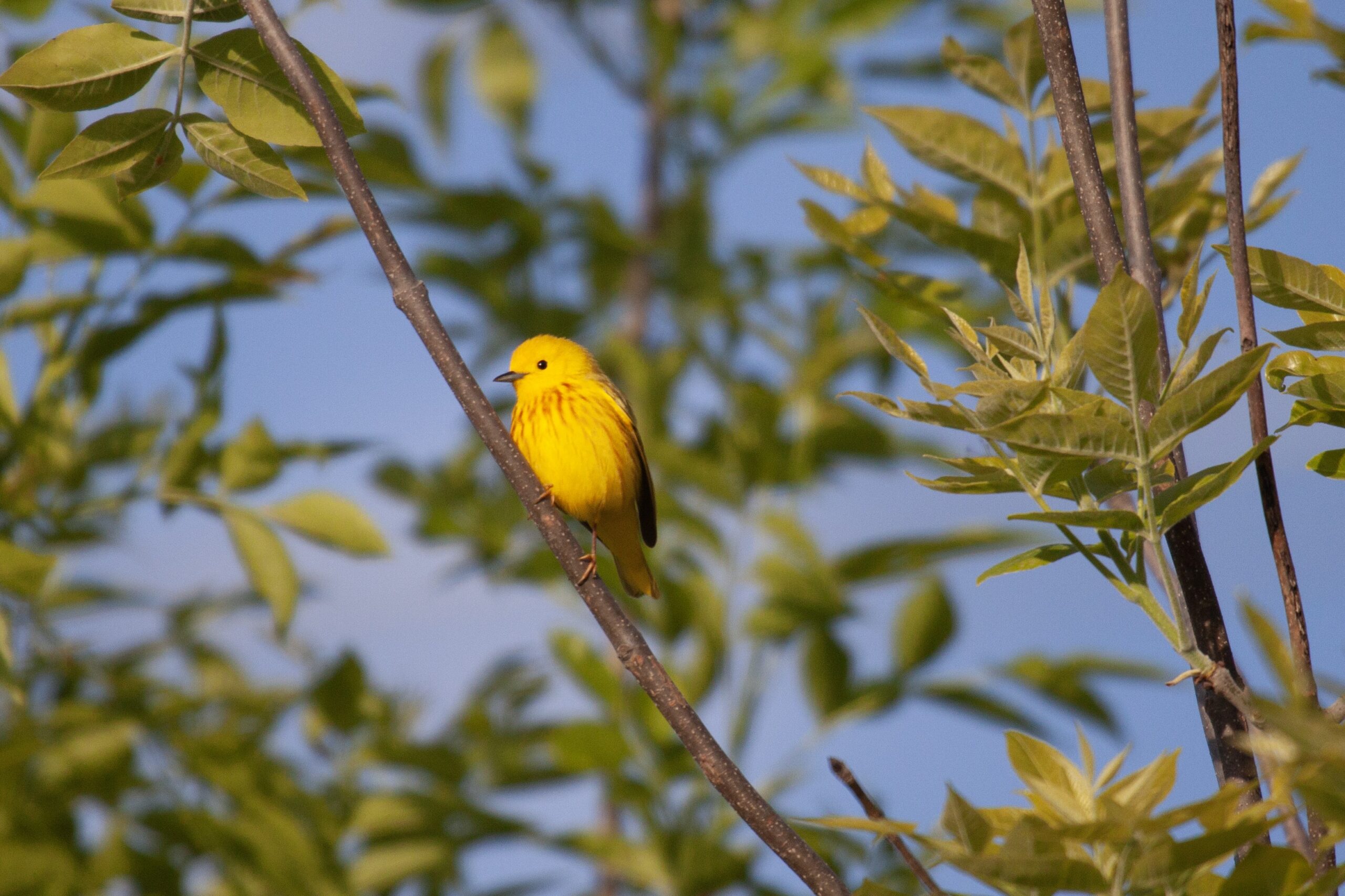 Northern Yellow Warbler on a branch